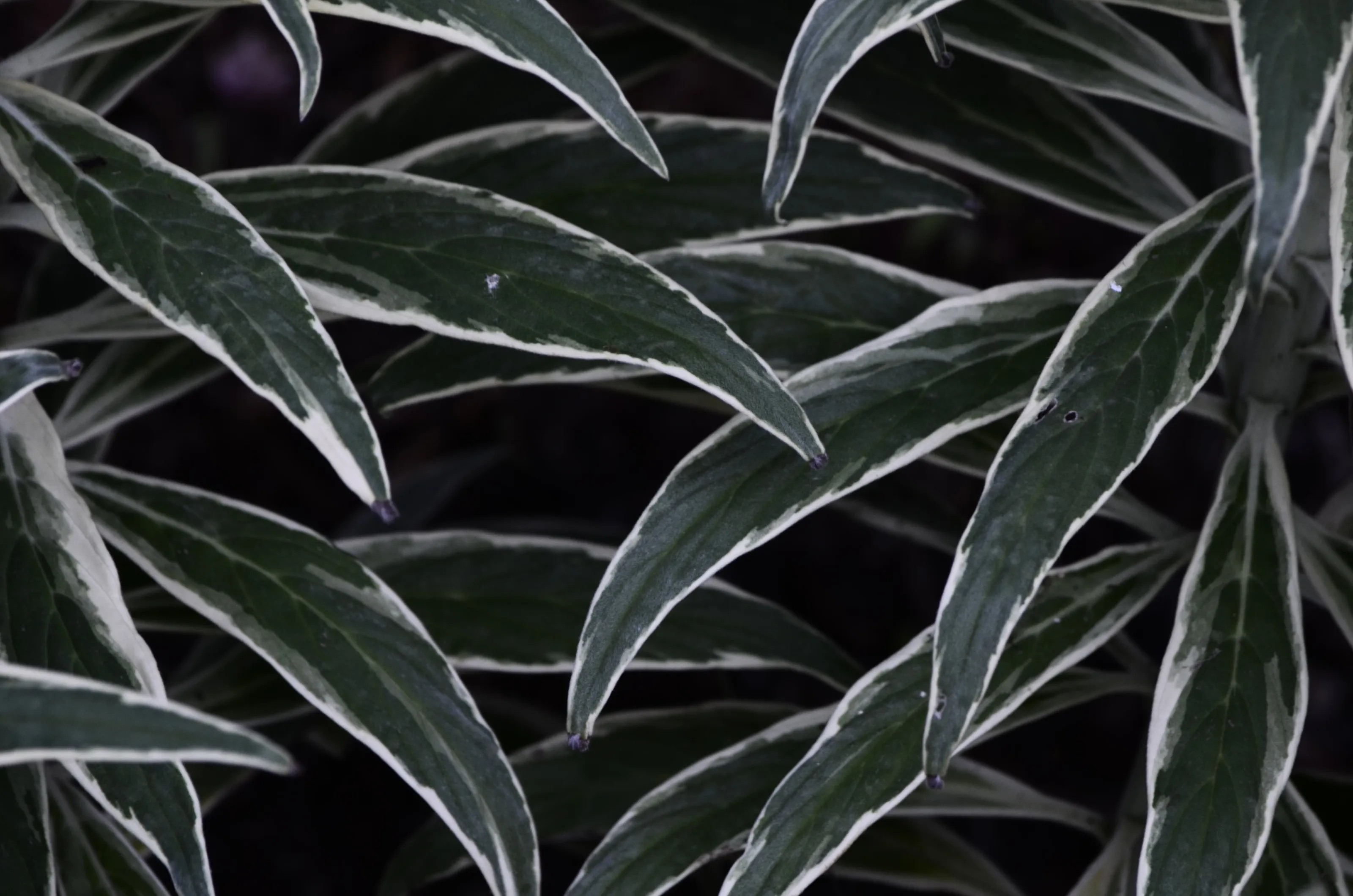 Banner image