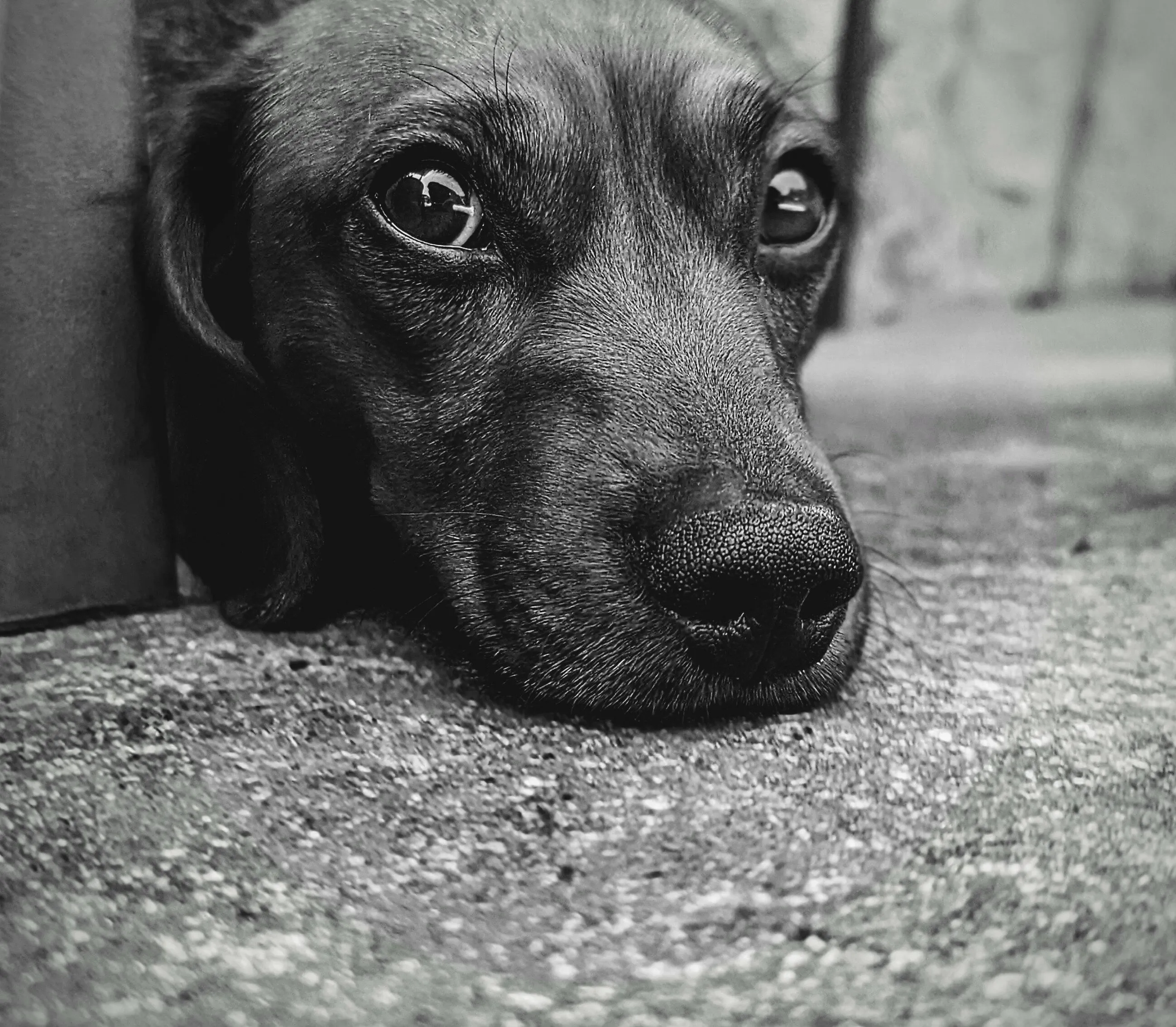 Buster