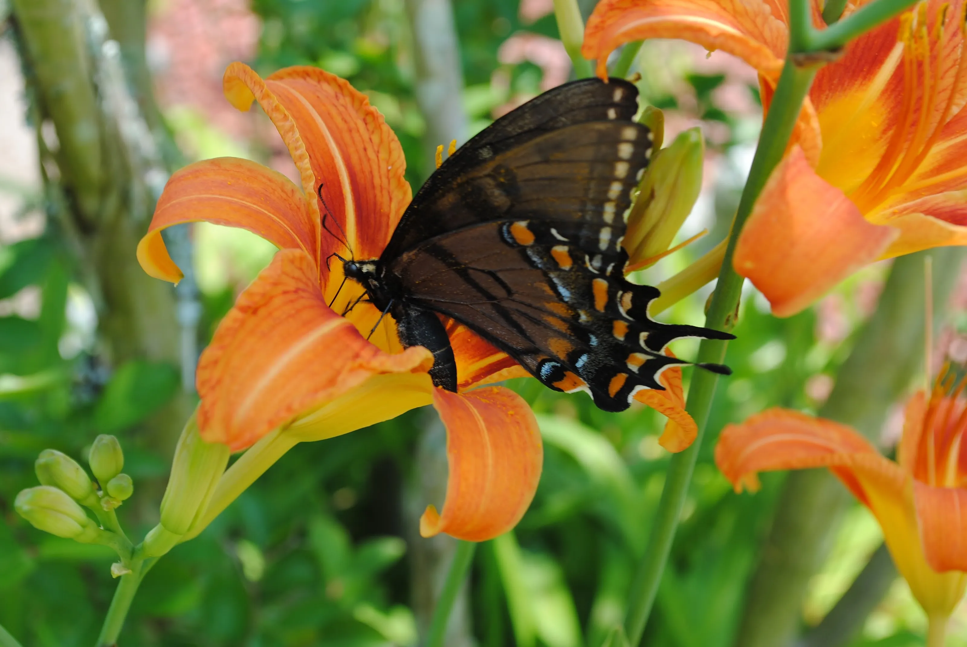 butterfly & lillies