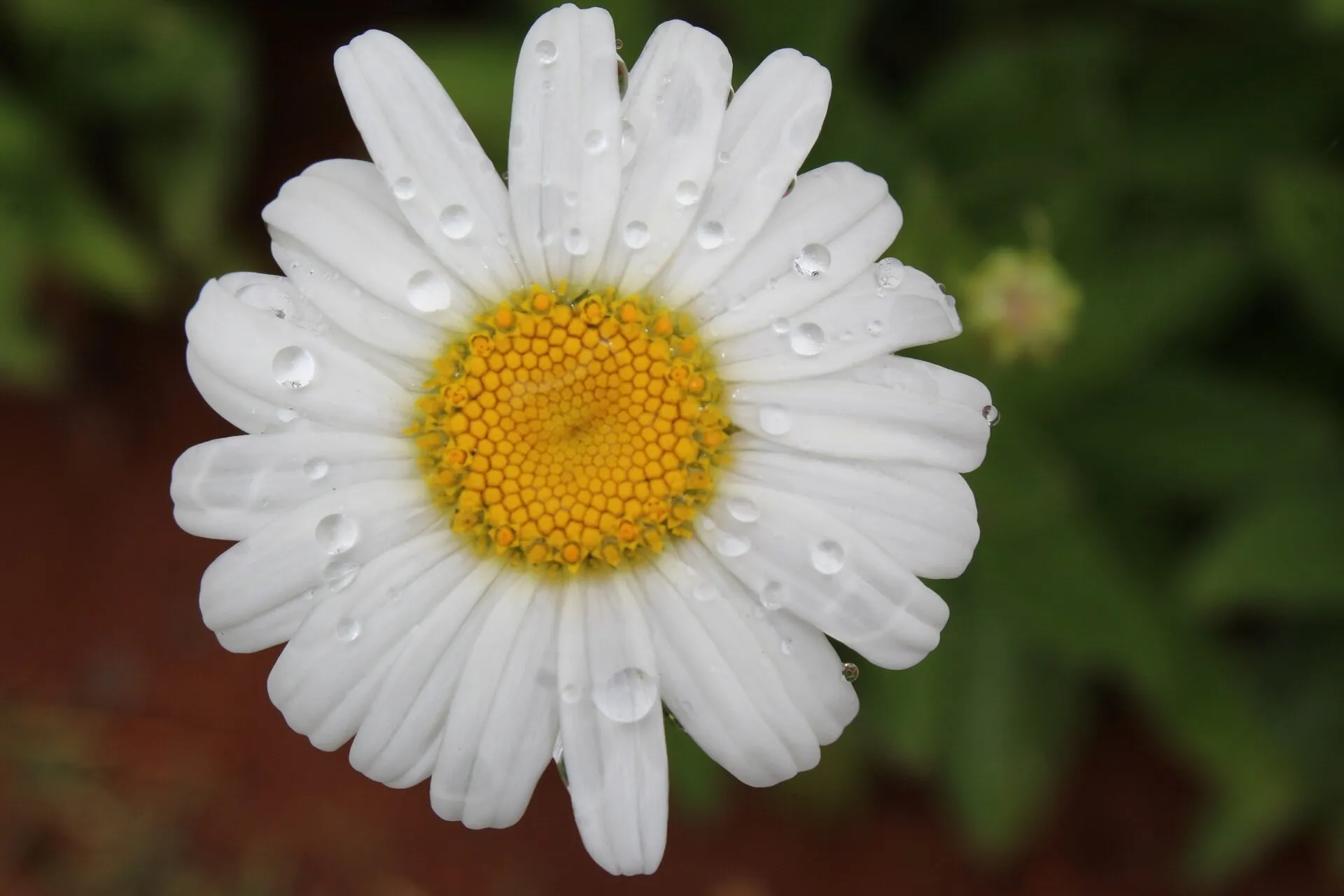 Daisy after the rain.