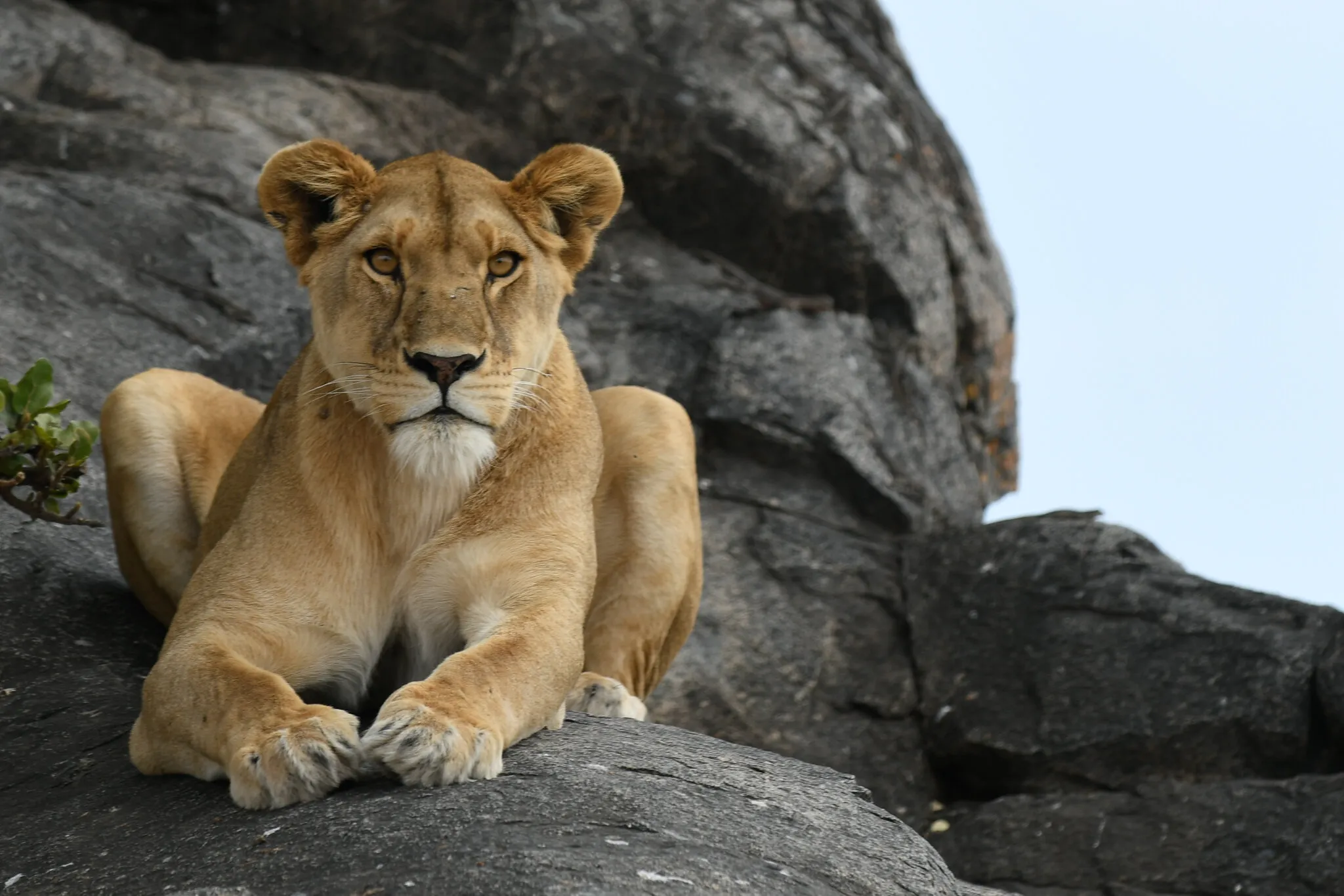 lioness Serengeti 07/23