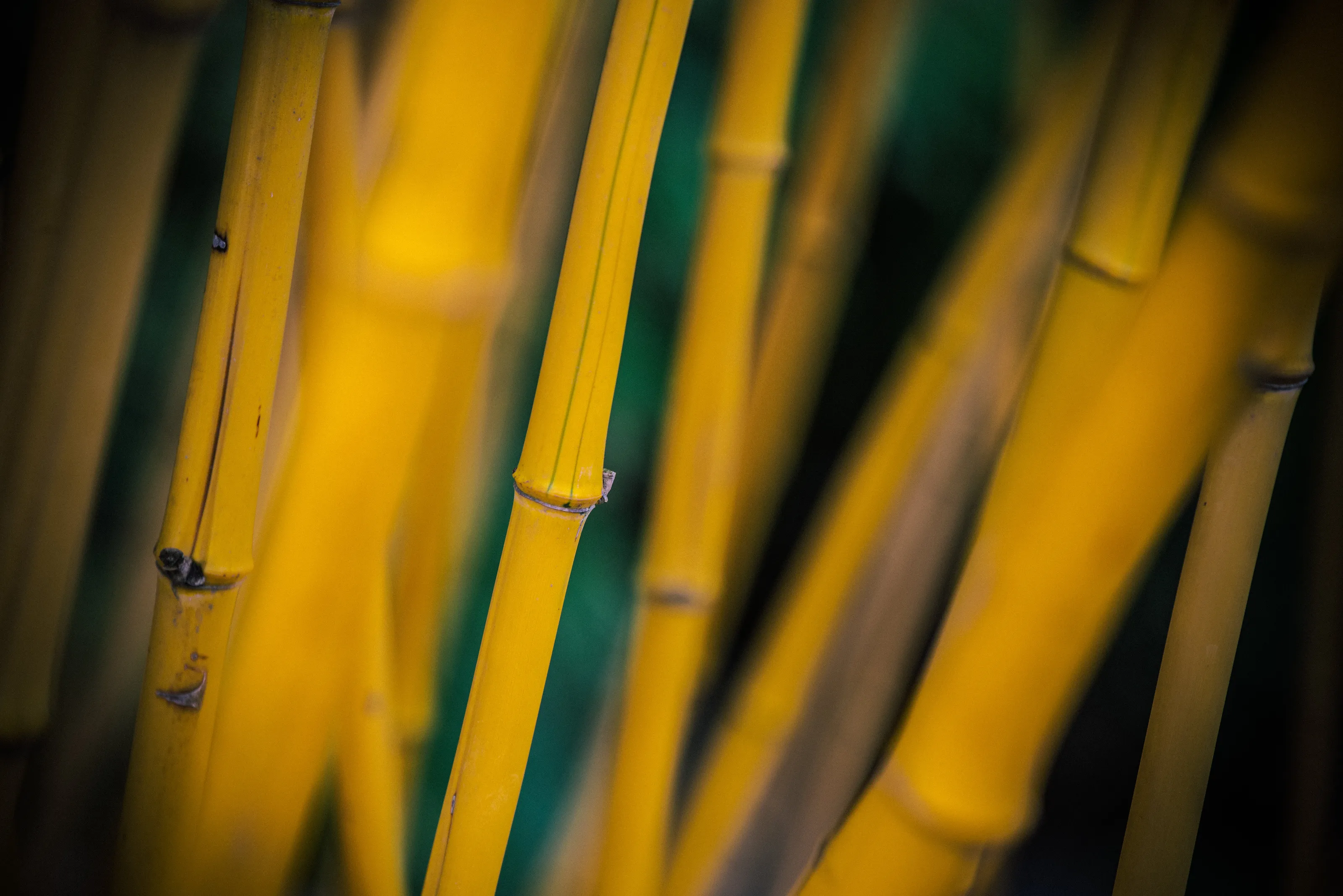 Yellow bamboo artistic!
