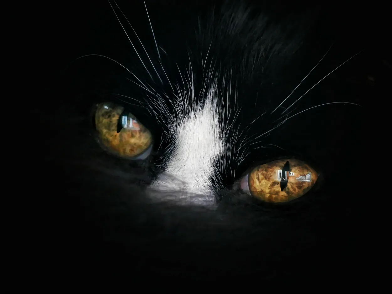 Magic eyes