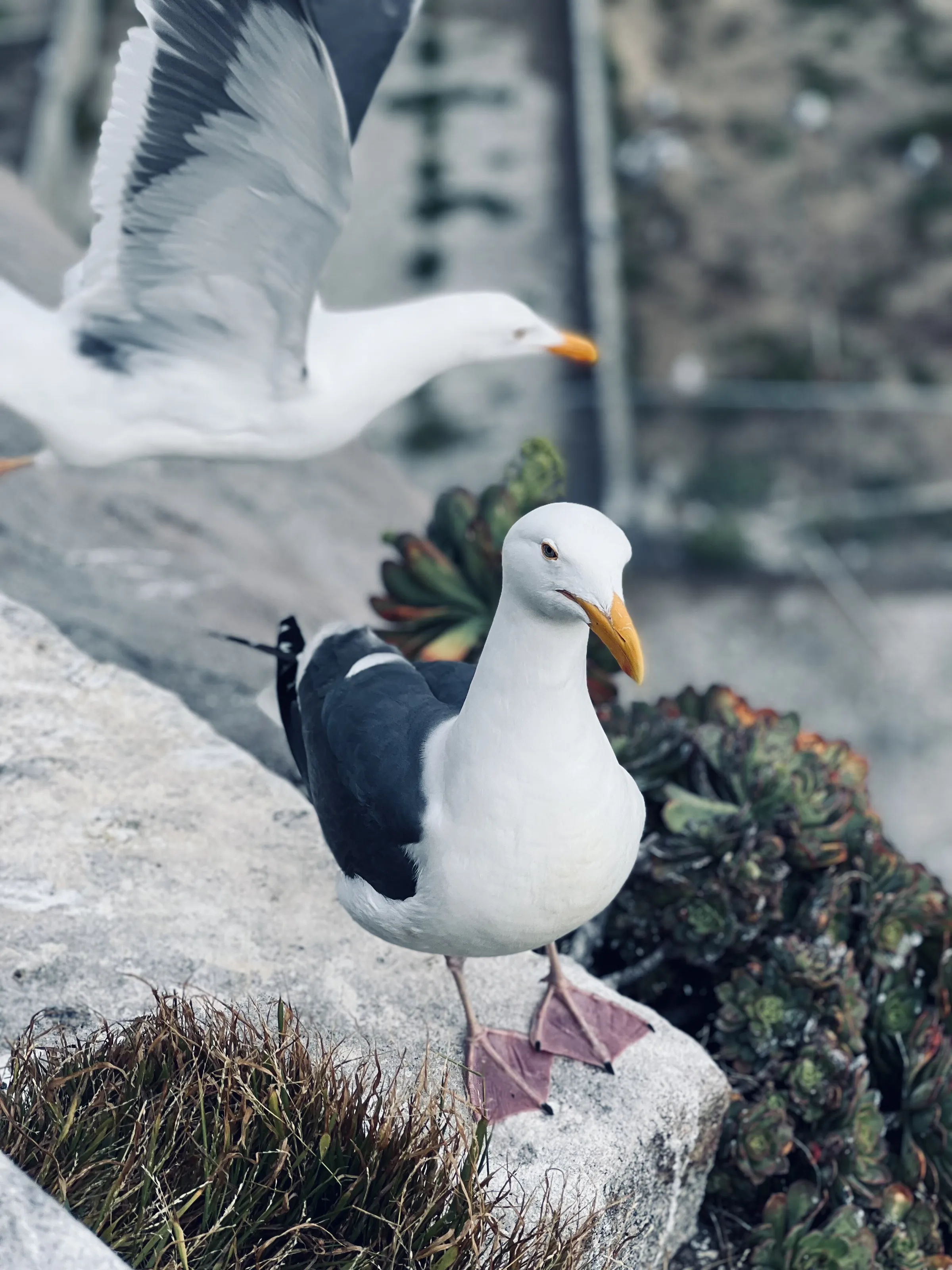 Alcatraz Gulls