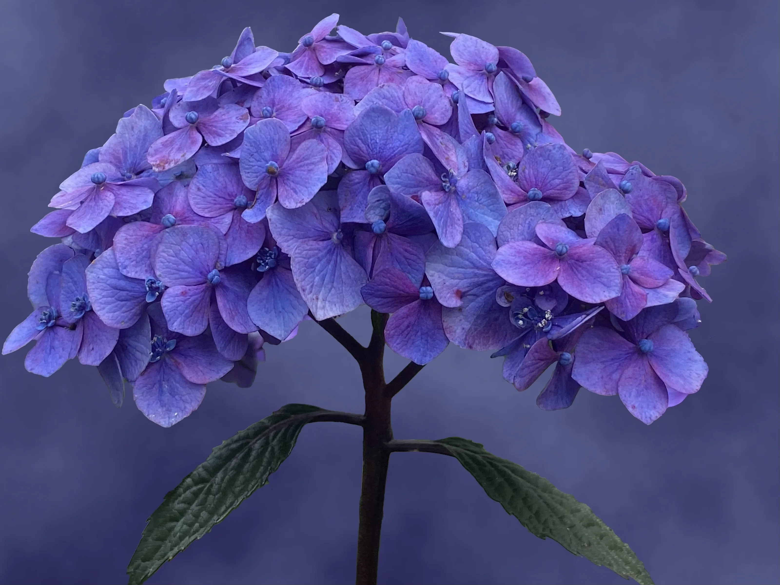Hydrangea