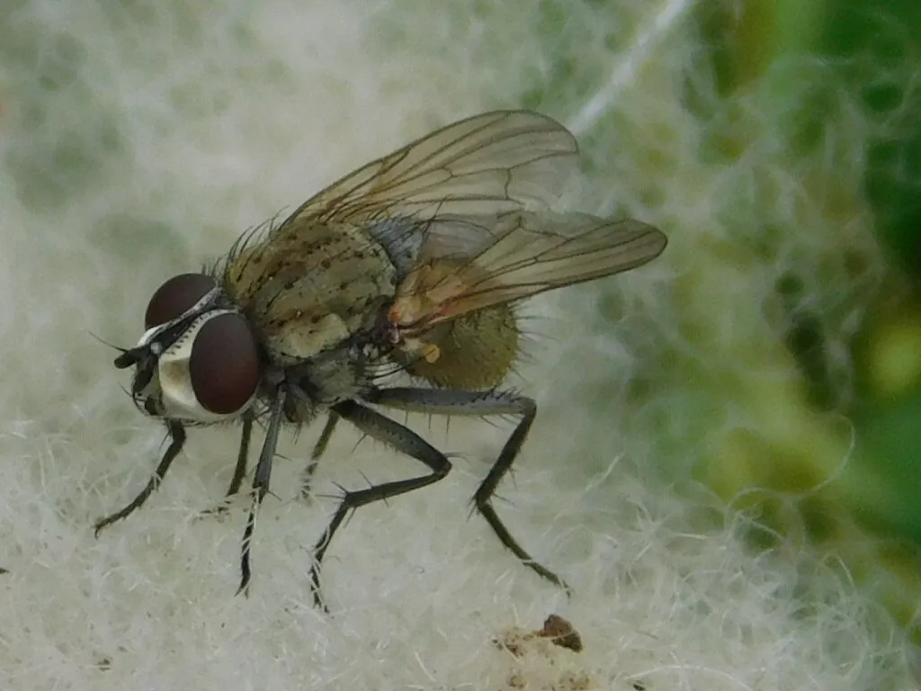 Onion Fly on Sheep Wool