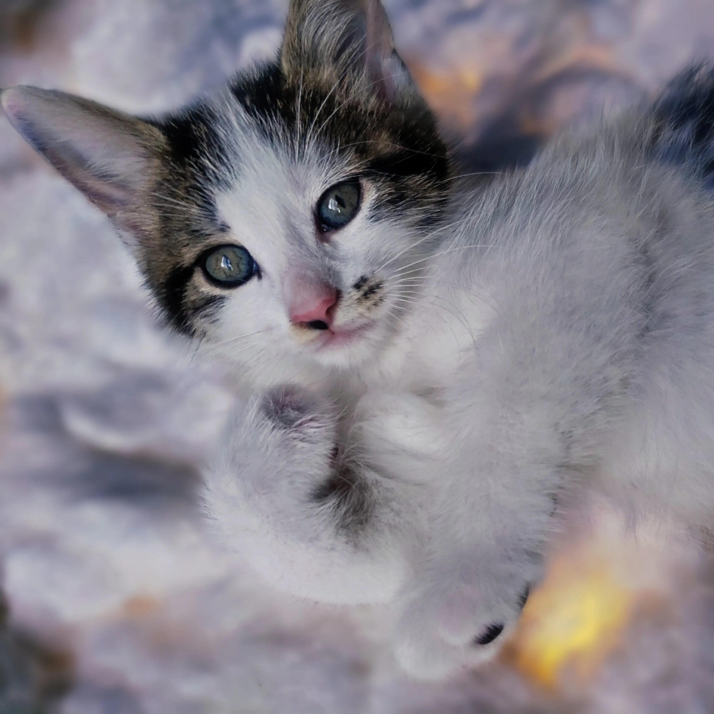 Kitty on a cloud