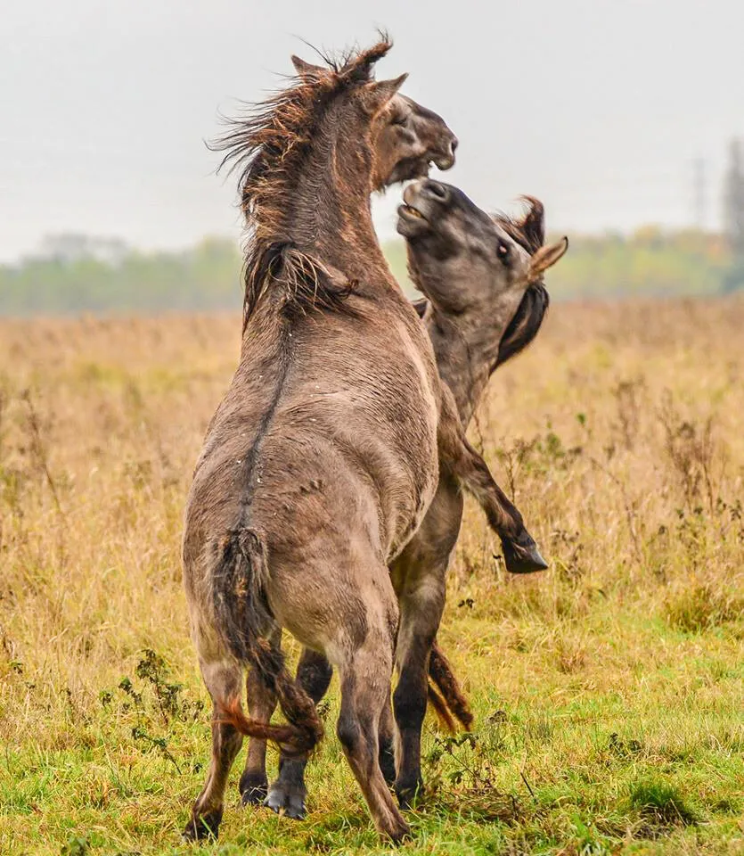 Konik Ponies