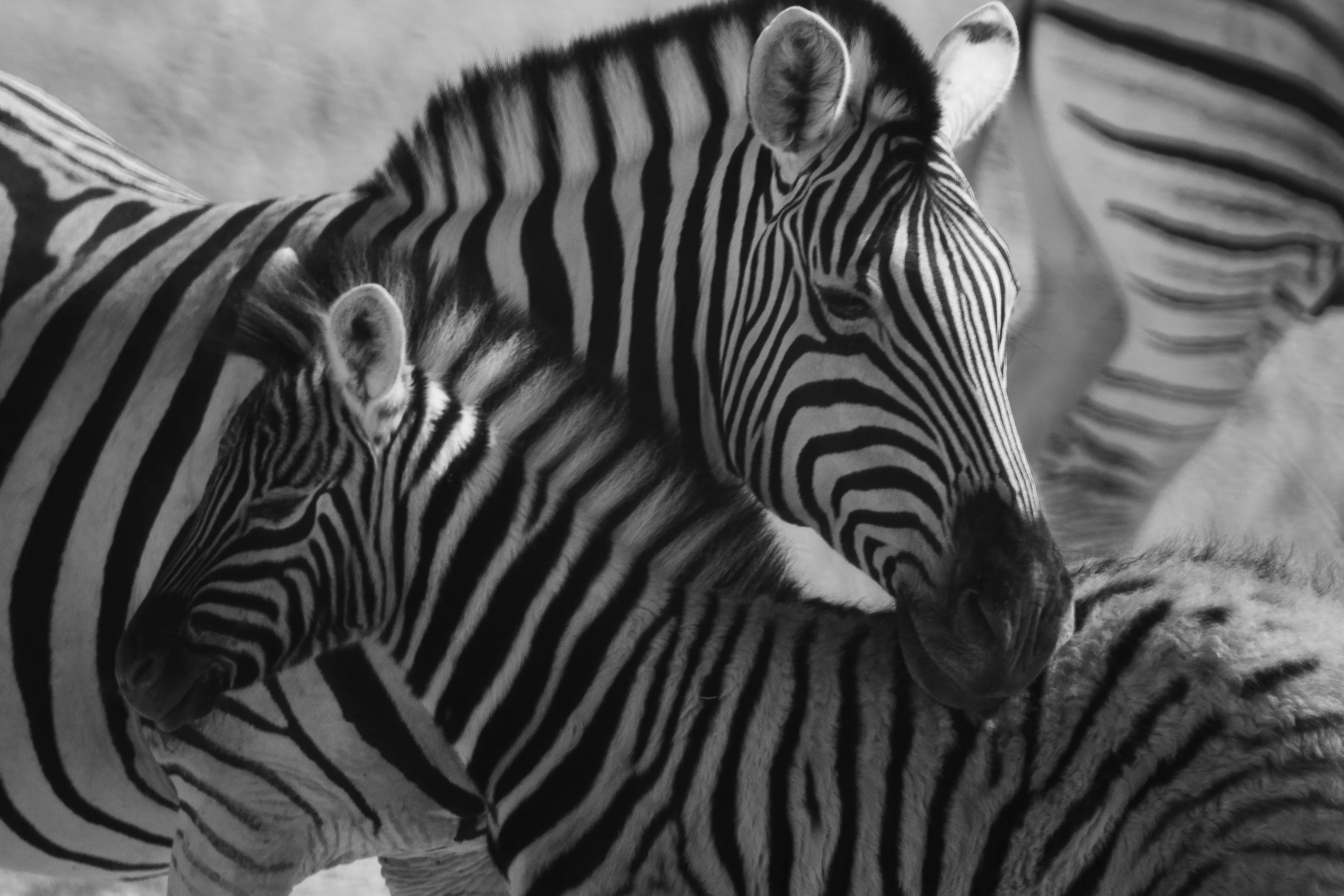 Zebra family