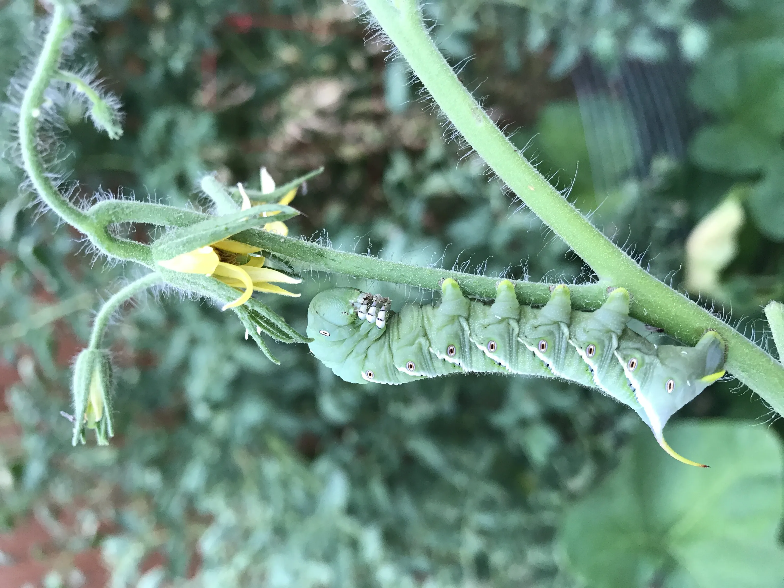 Tomatoes are good!