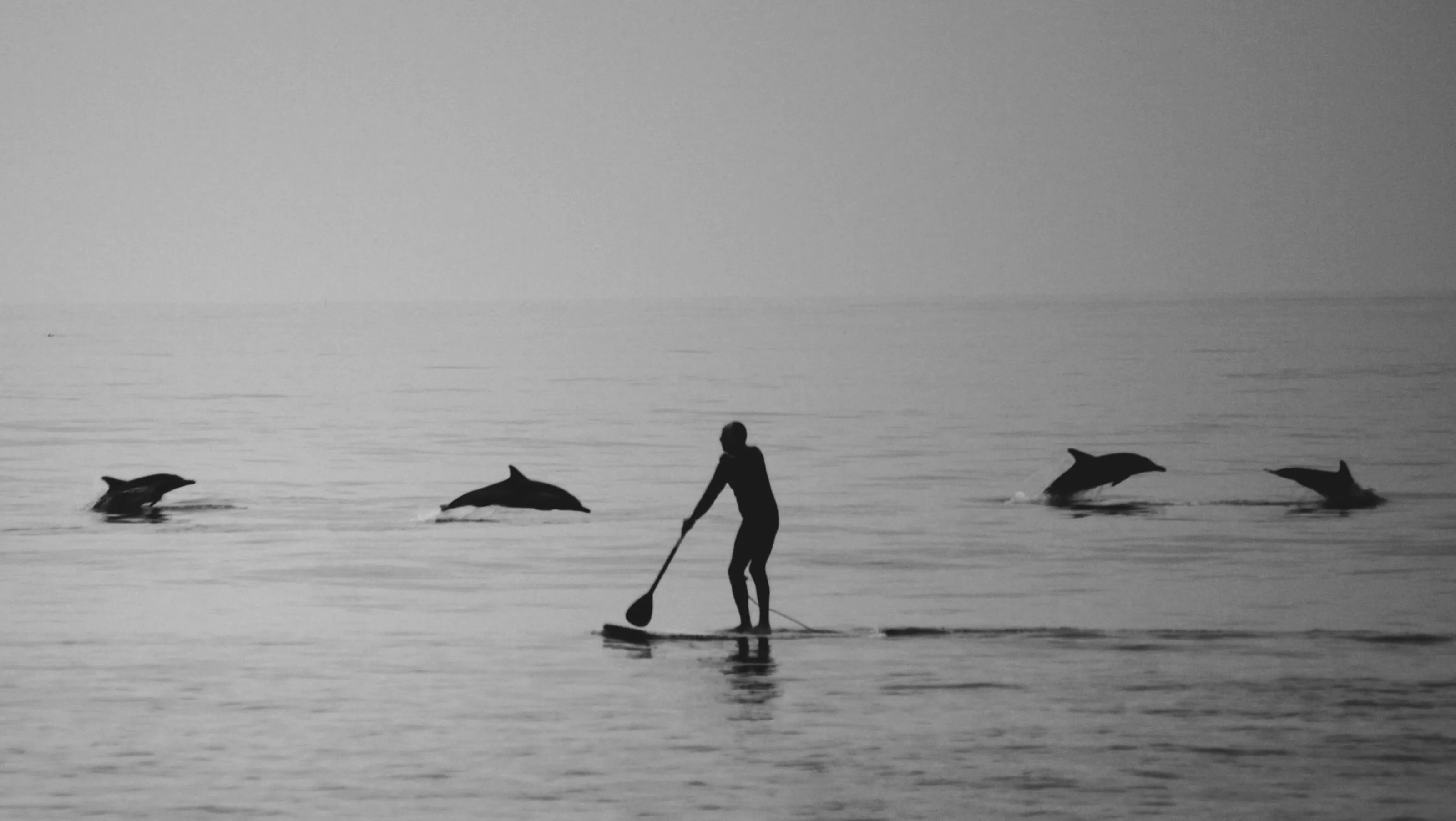 Paddle Boarding with Dolphins