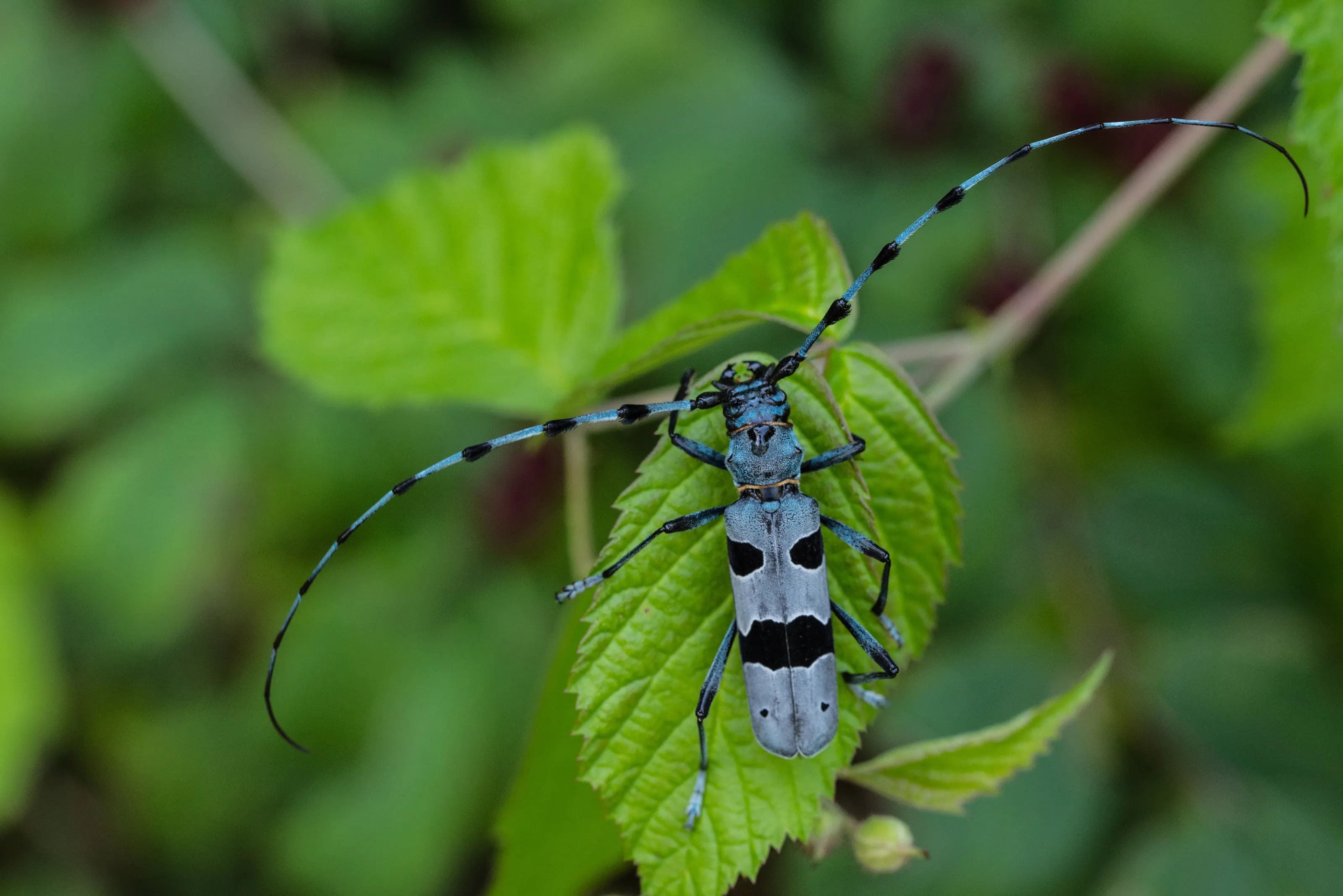 A alpine long horn beetle on the leaf