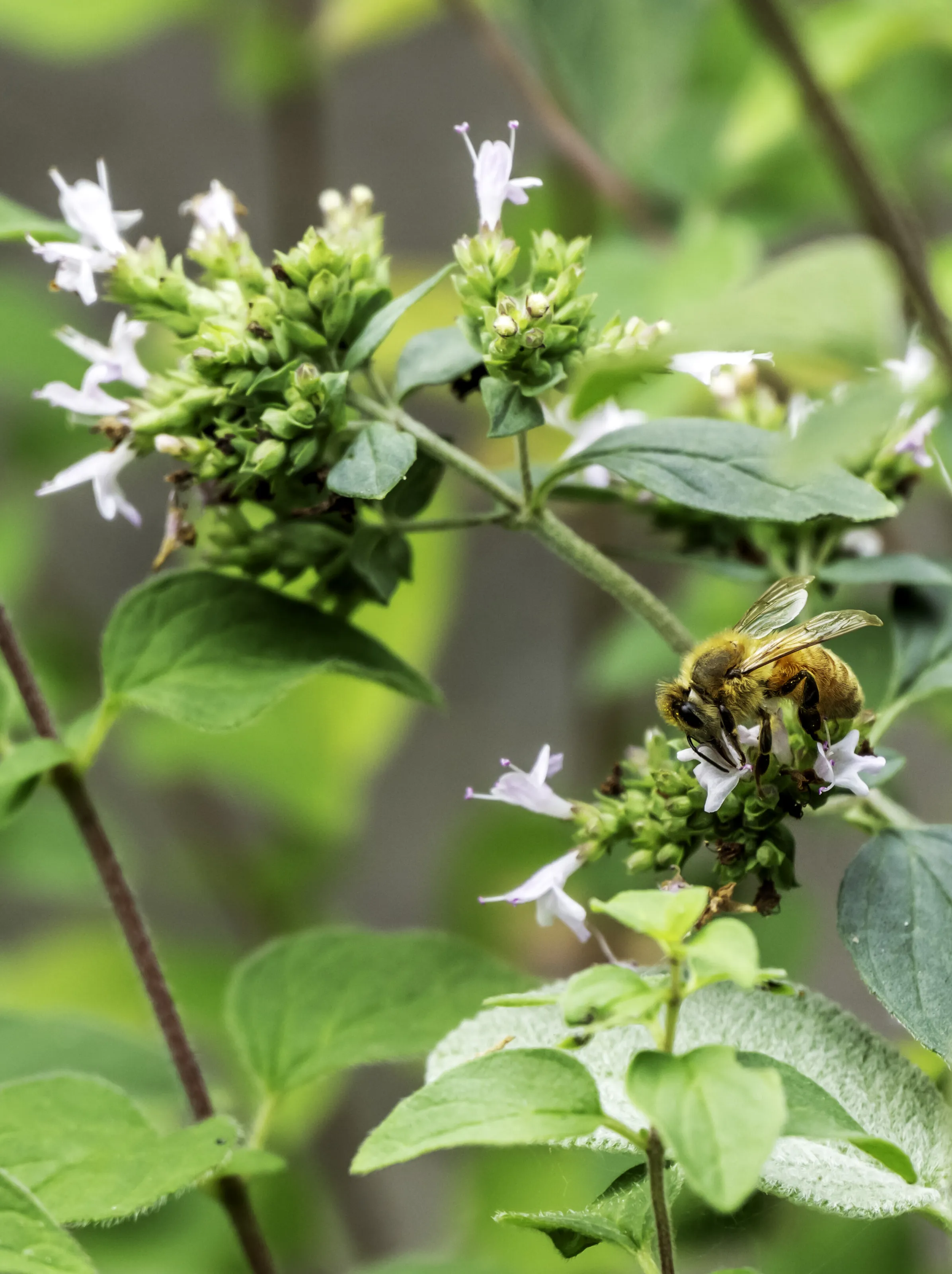 Pollinators (in colour)