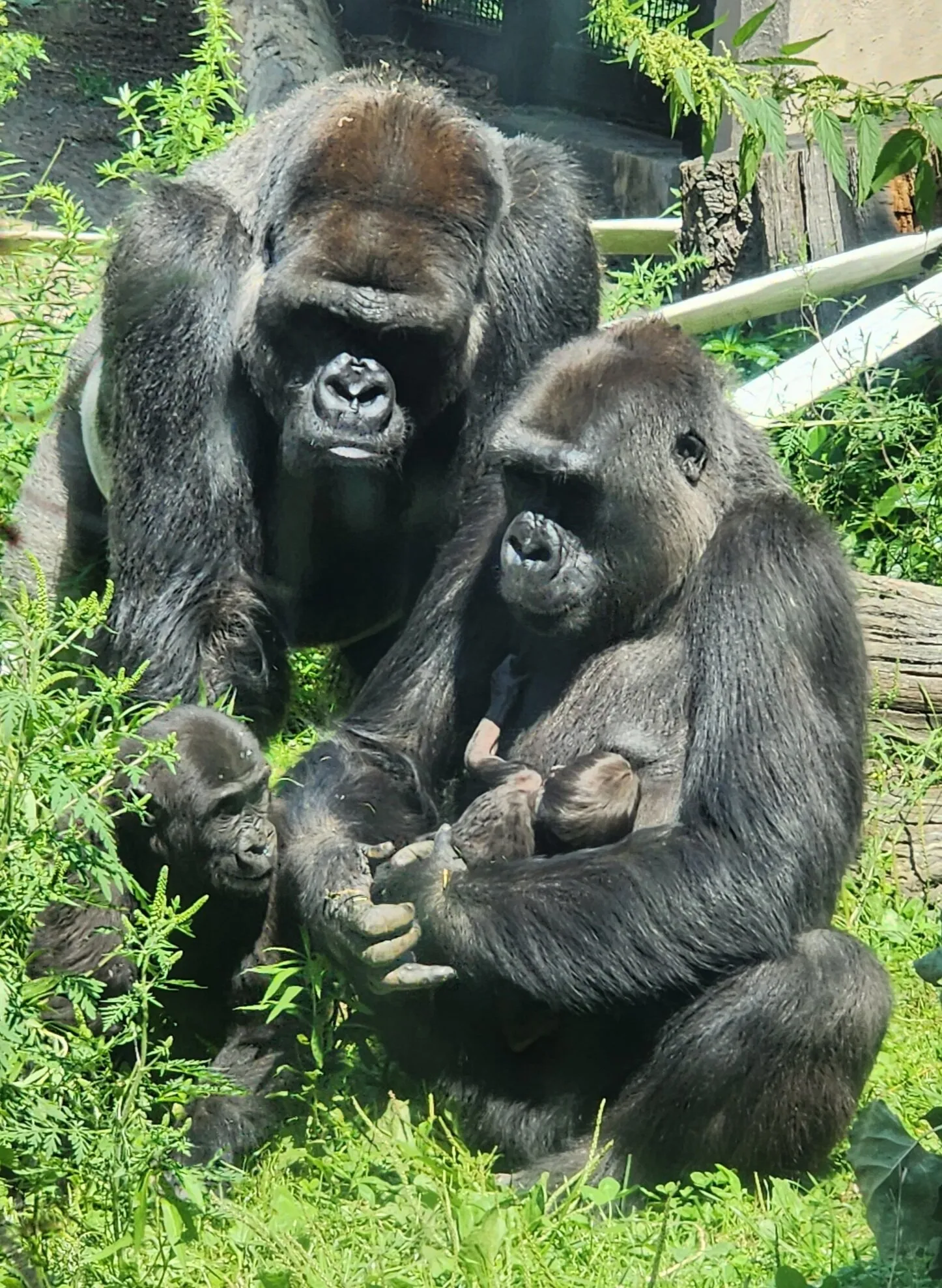 Family