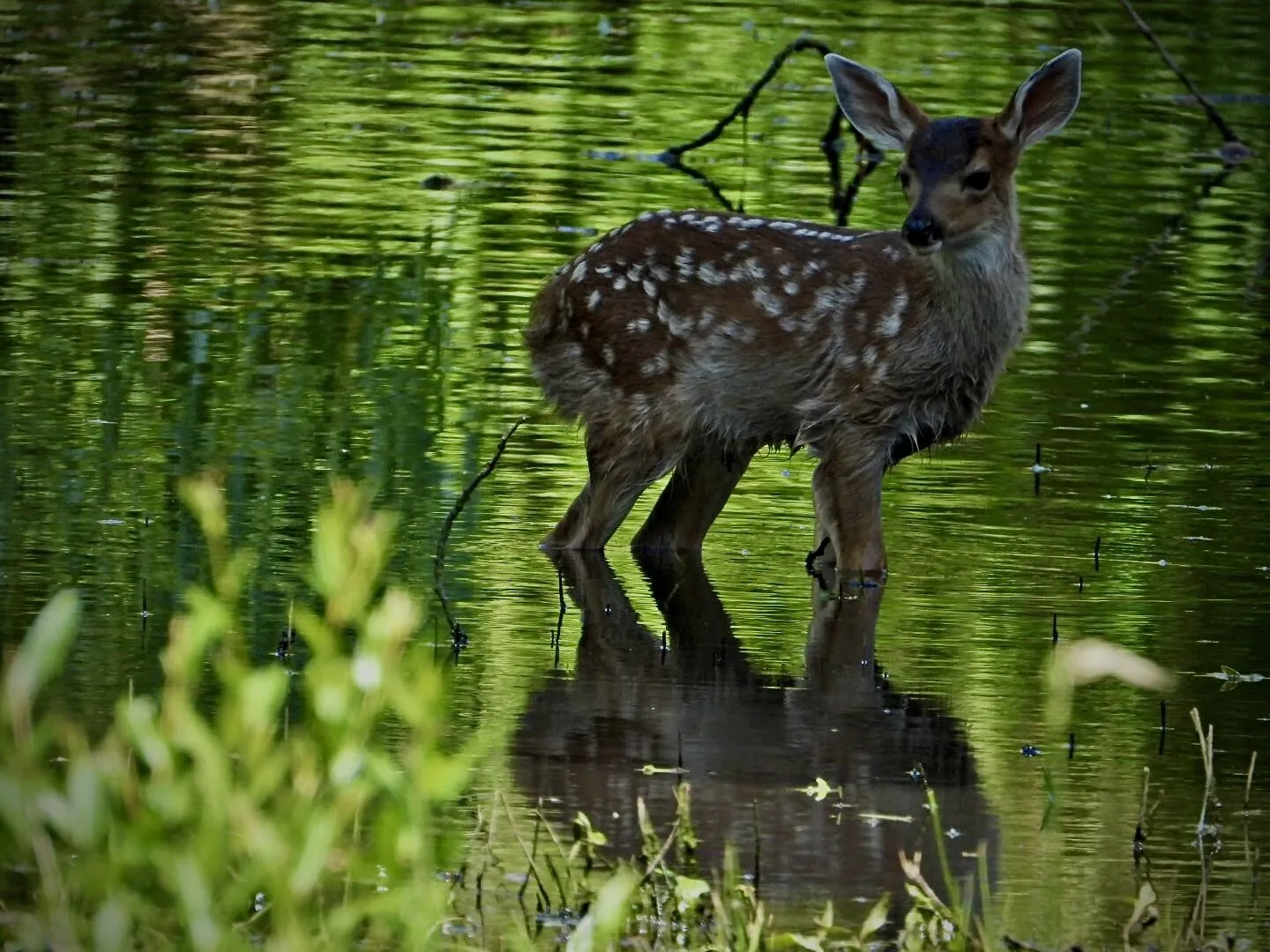 Reflection of Innocence