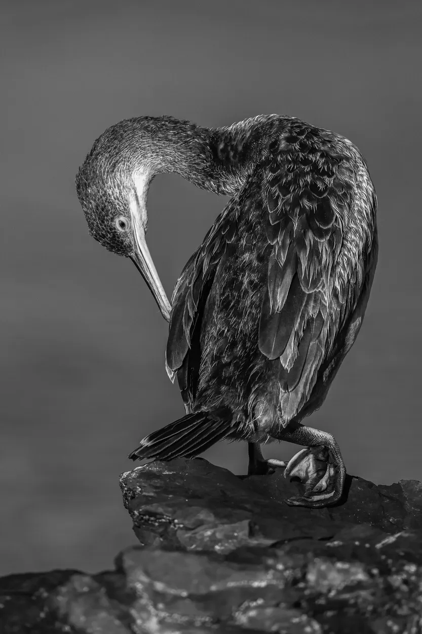 Entry 17587531