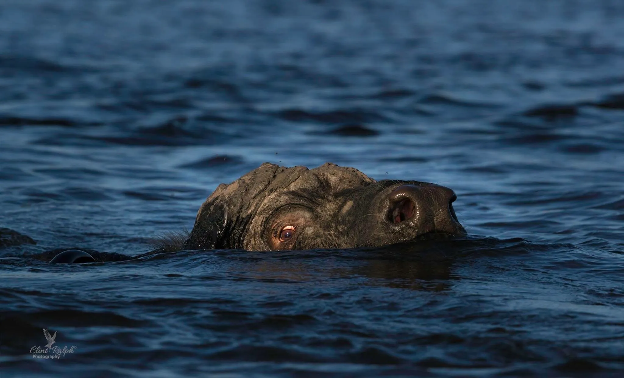 Submerged Buffalo