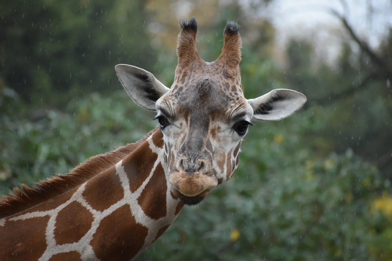 Giraffe