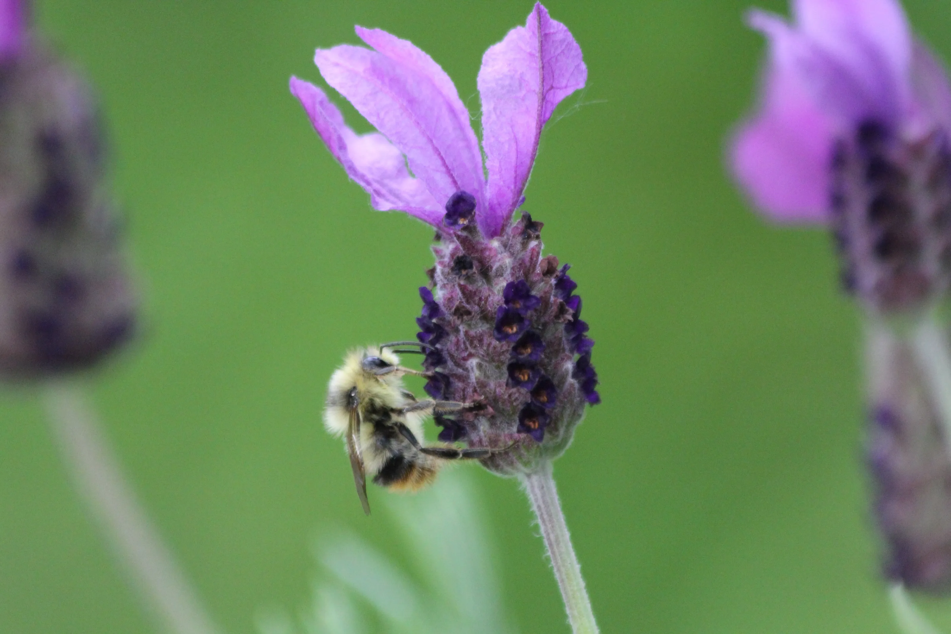 Purple flower