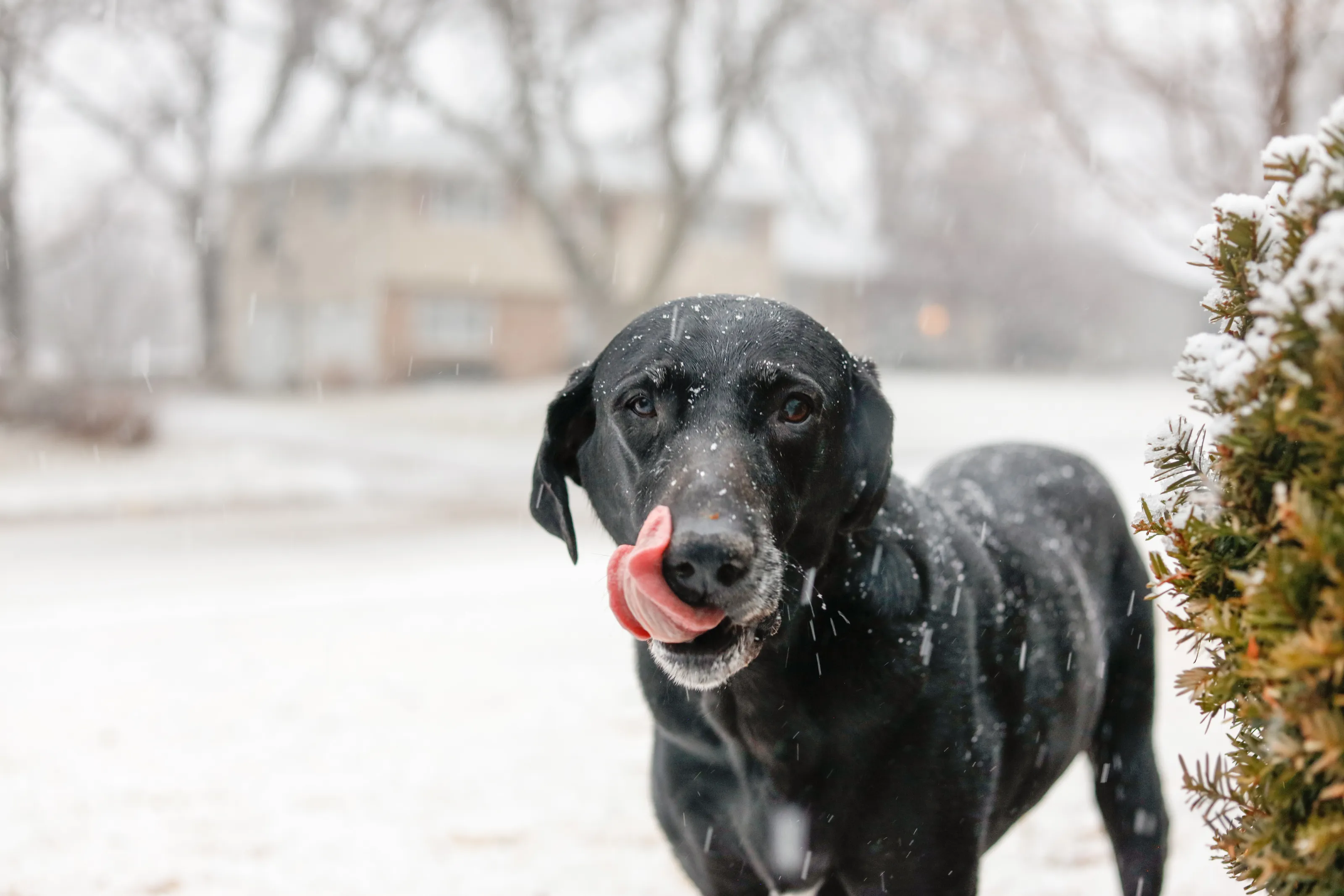 Last Snow