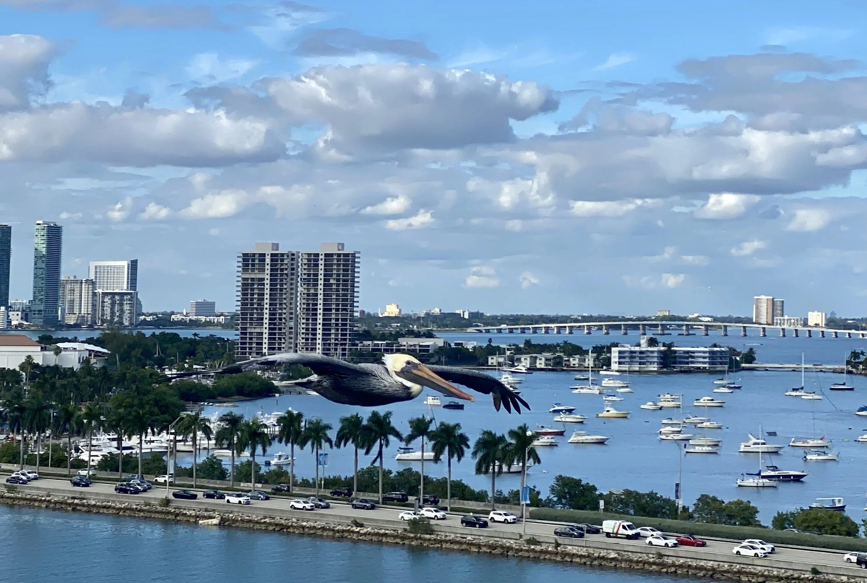 Pelican over Miami