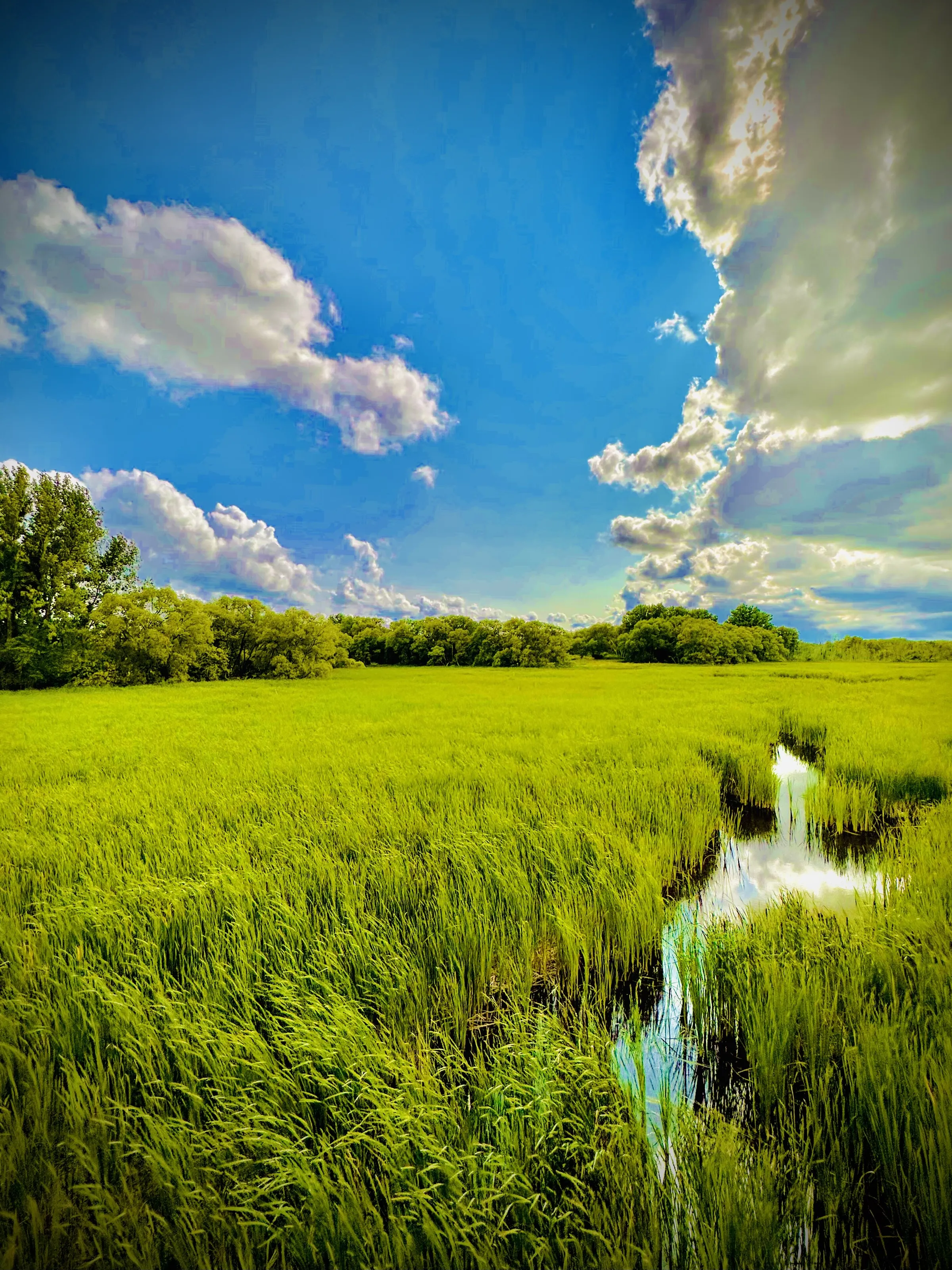 Lake Huron Wetlands