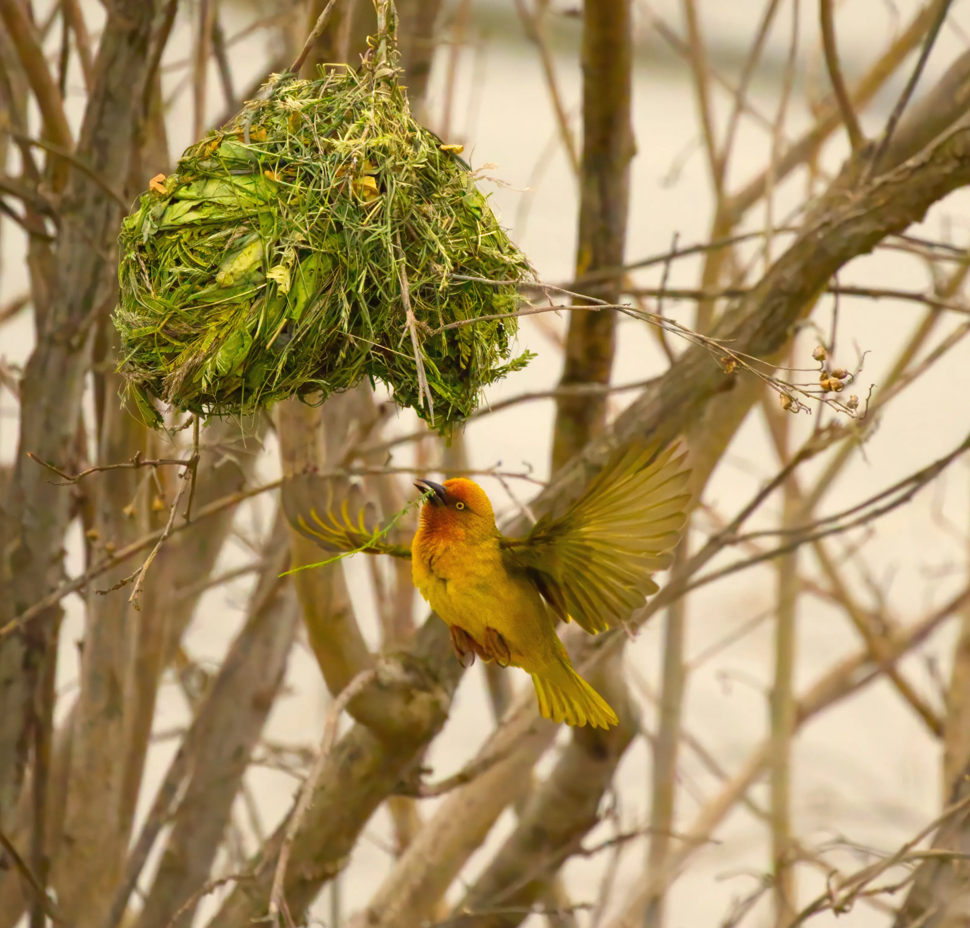 A weaver bird in flight bring grass to its nest