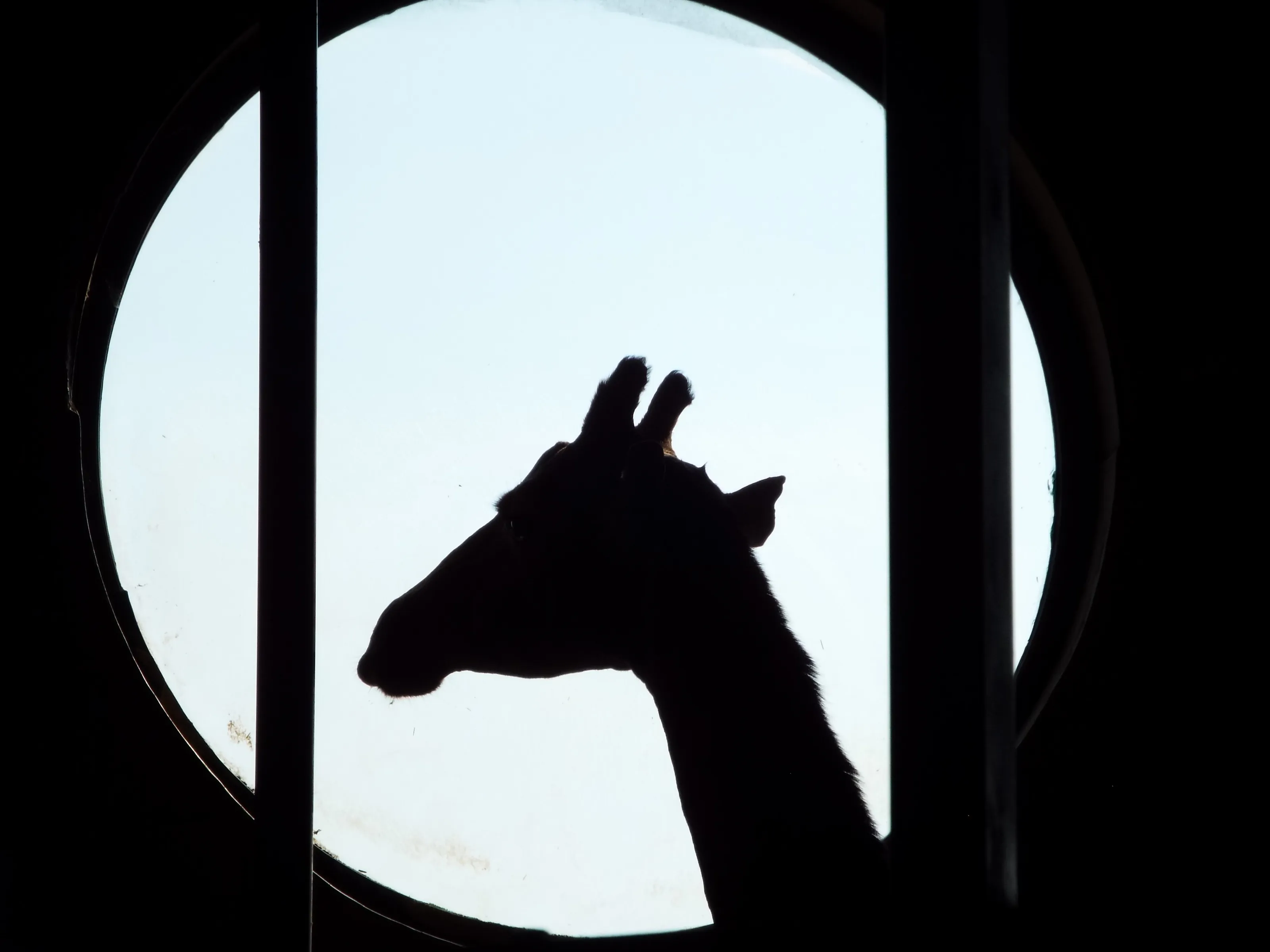 Giraffe Silhouette