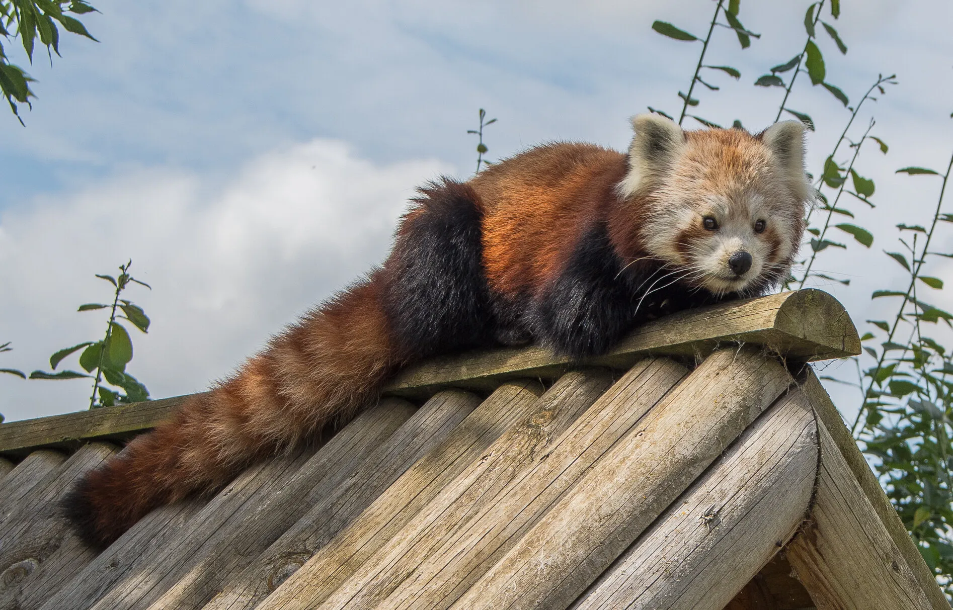 Red Panda enjoying the sunshine