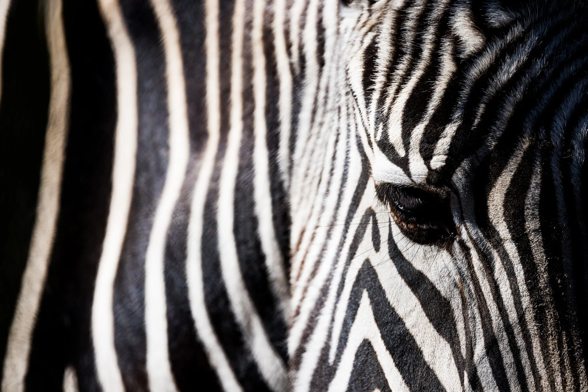 Stripes