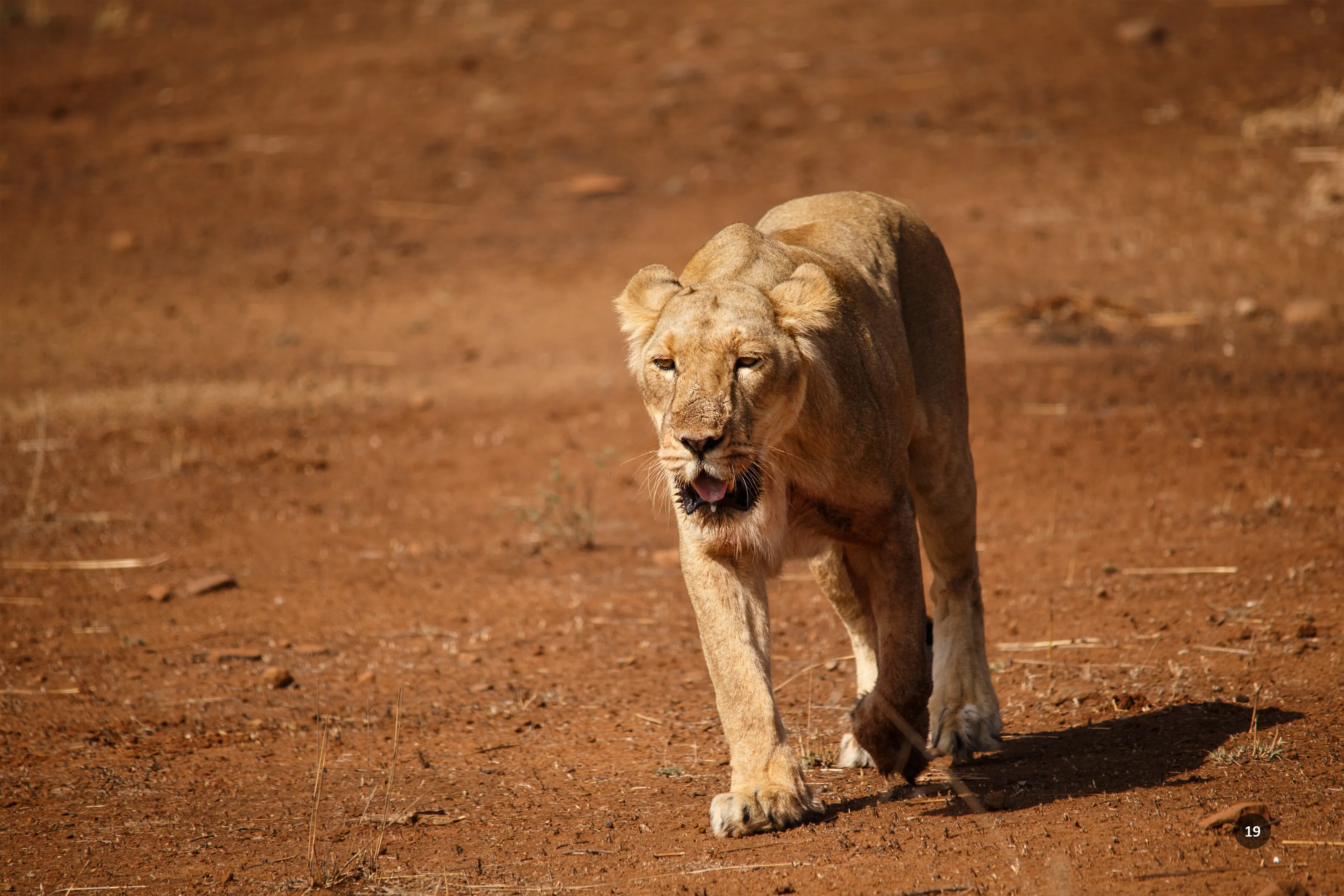 lion