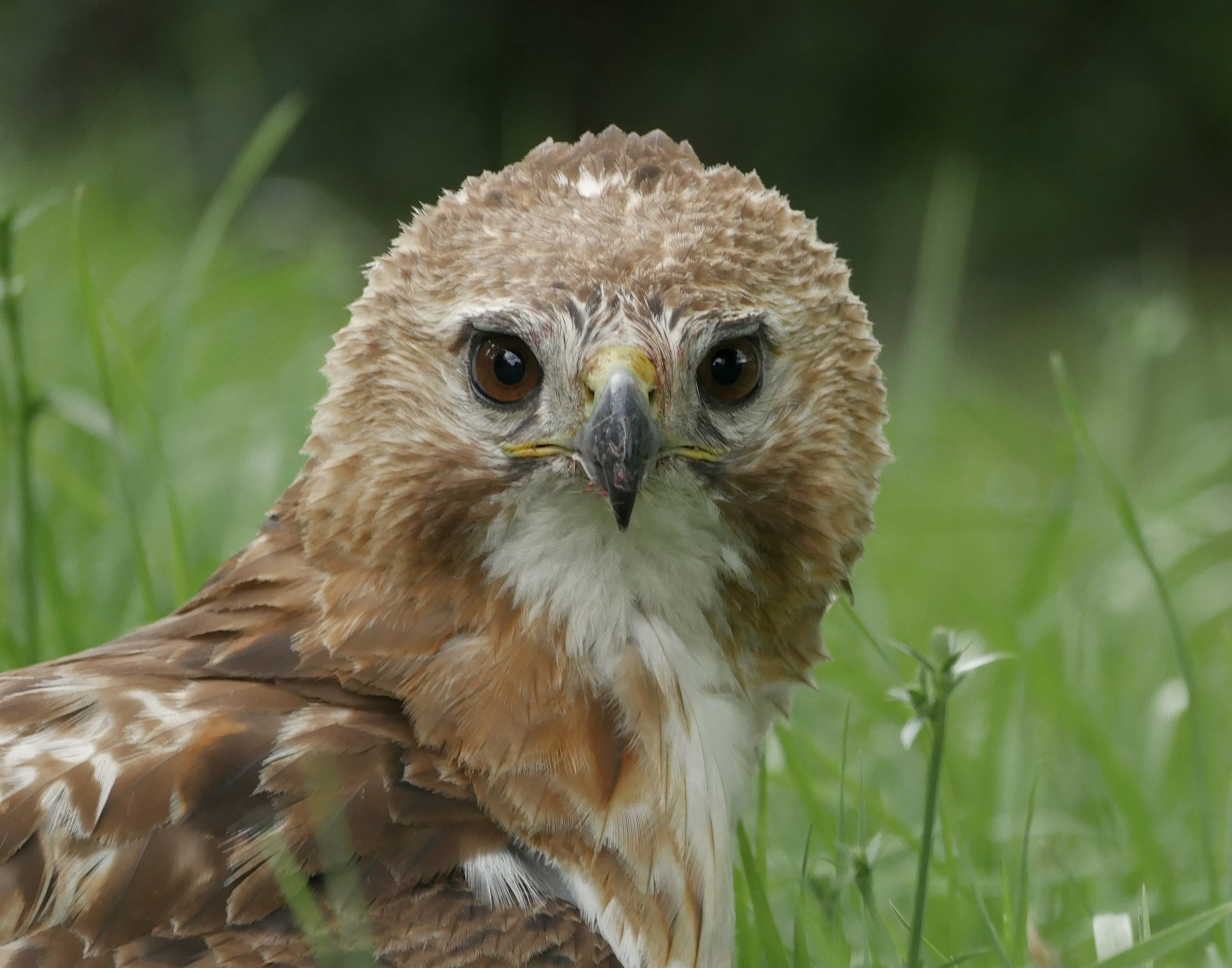 Young Red Tail Hawk