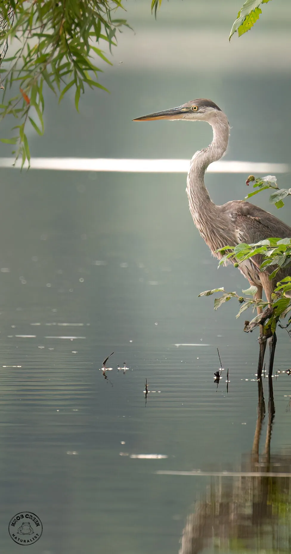 Early Morning Heron