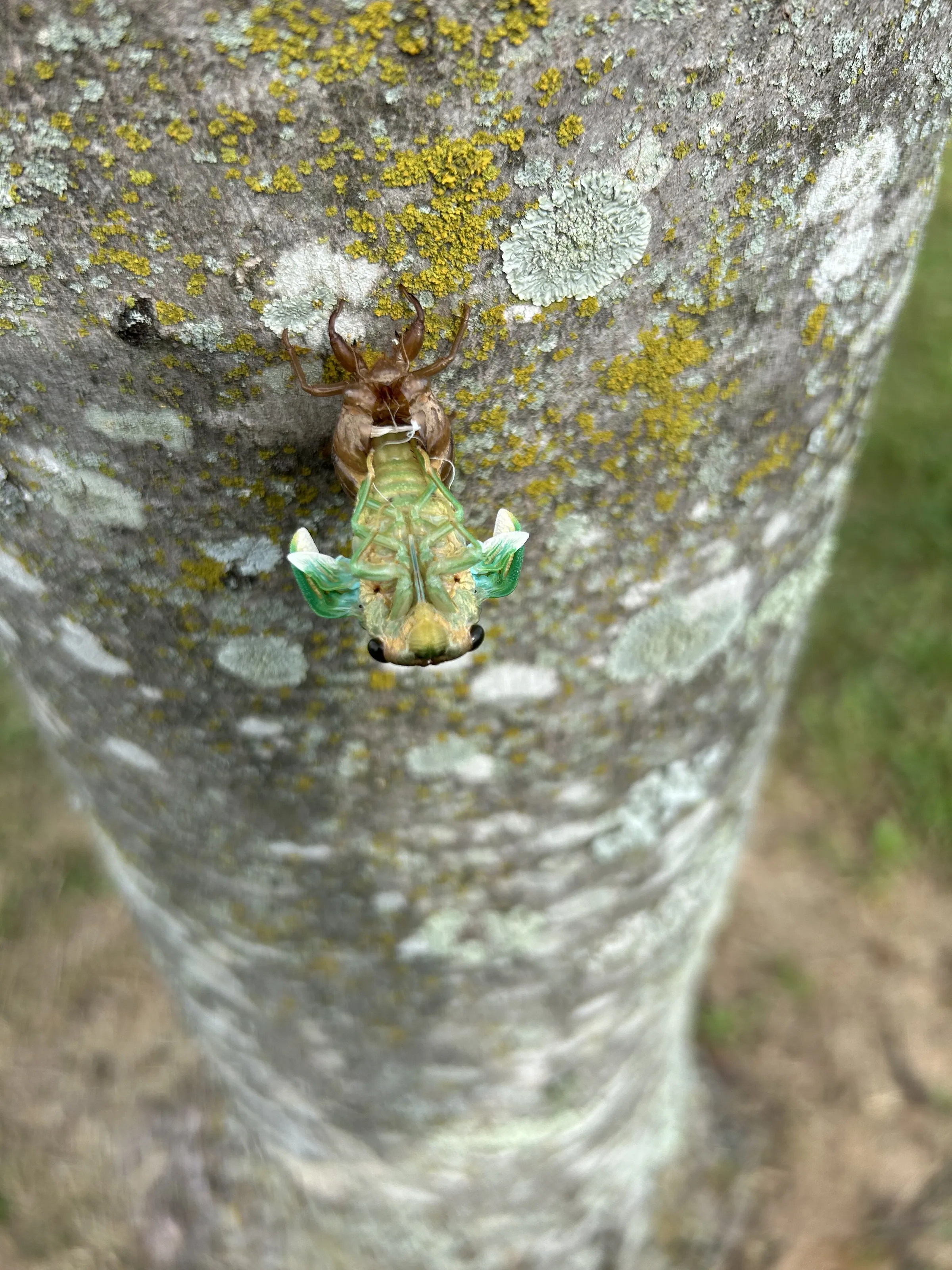 Cicada