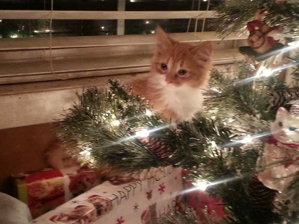 Christmas Kitten