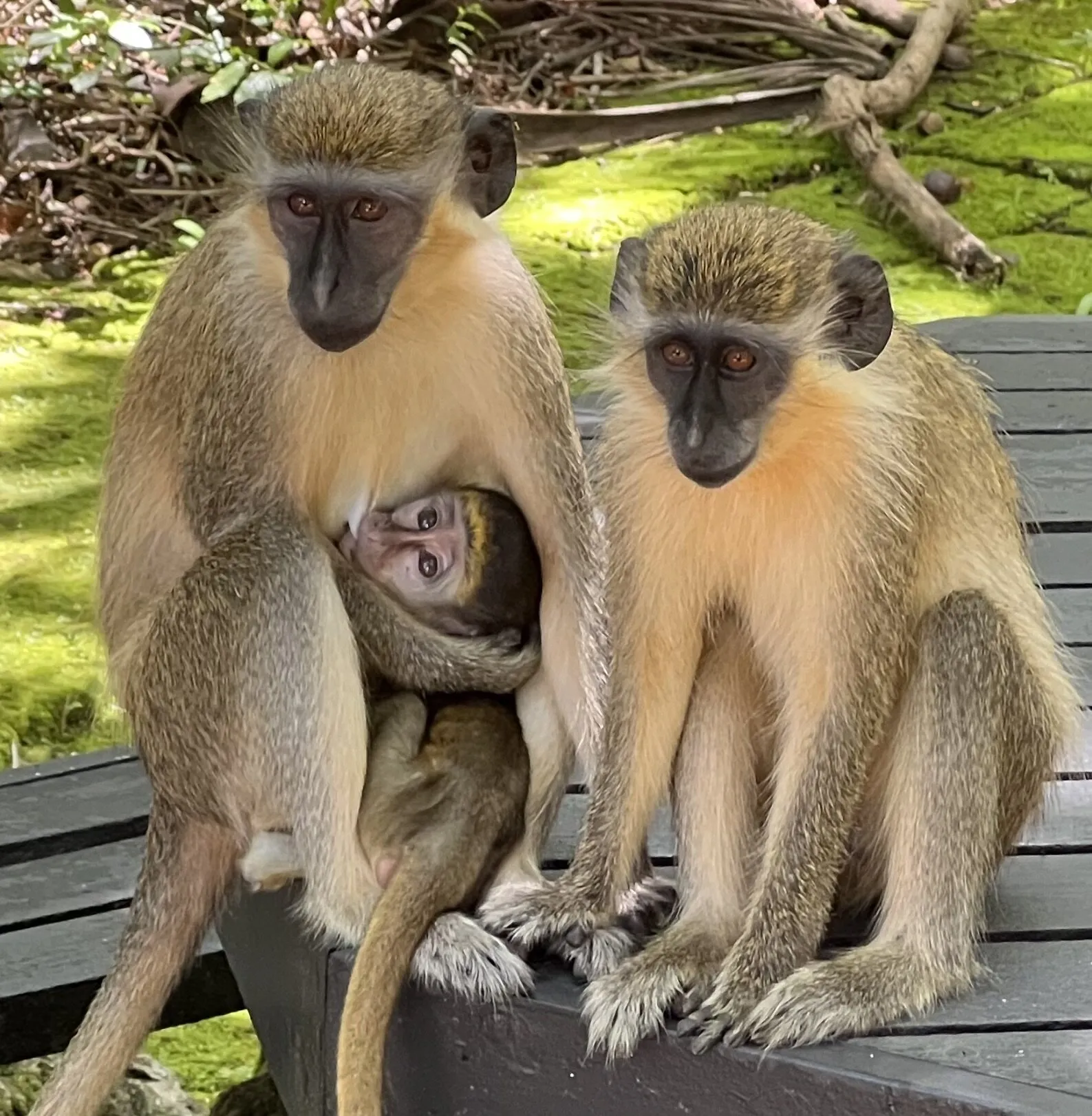 Barbados Green Monkey