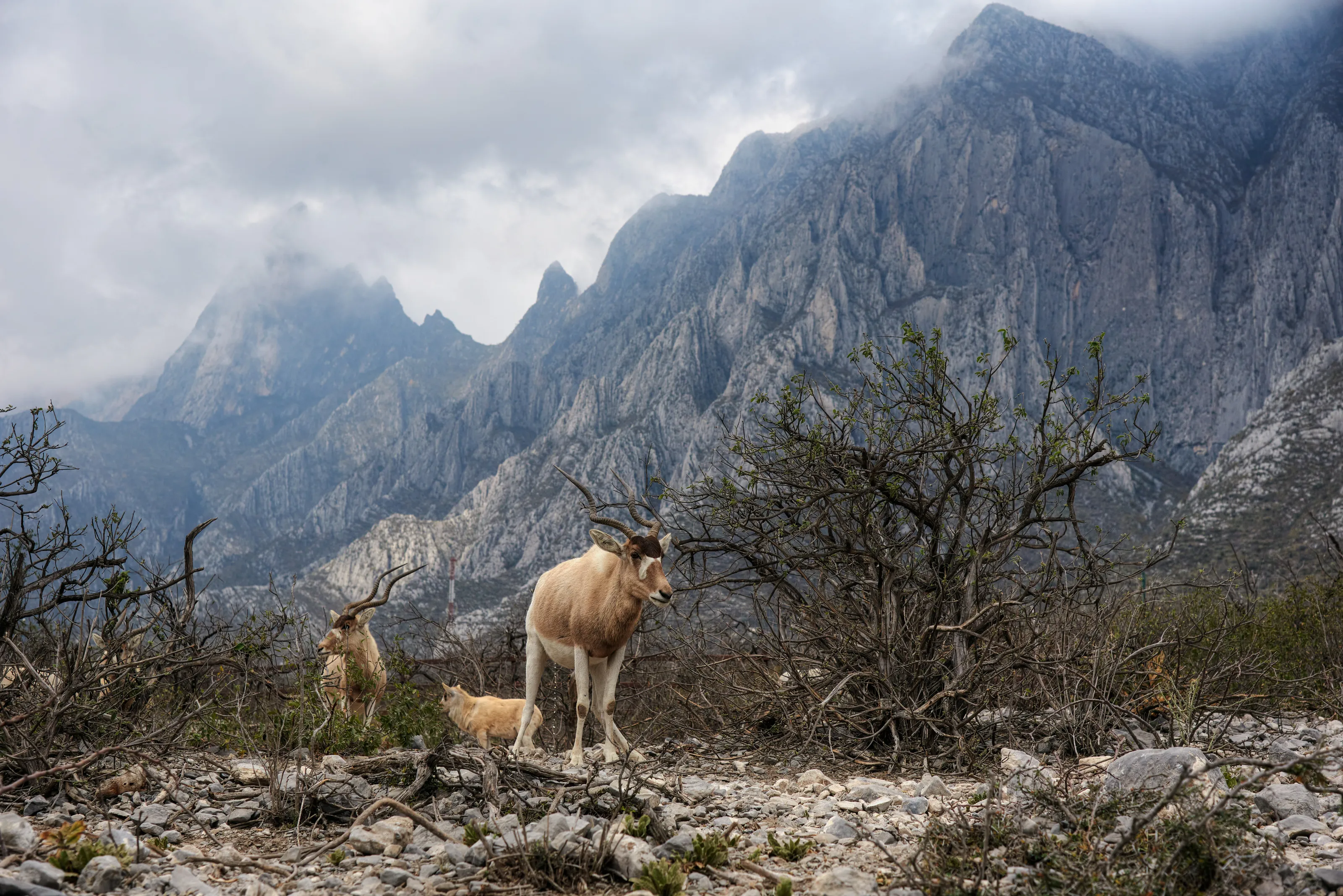Rugged wild mountain
