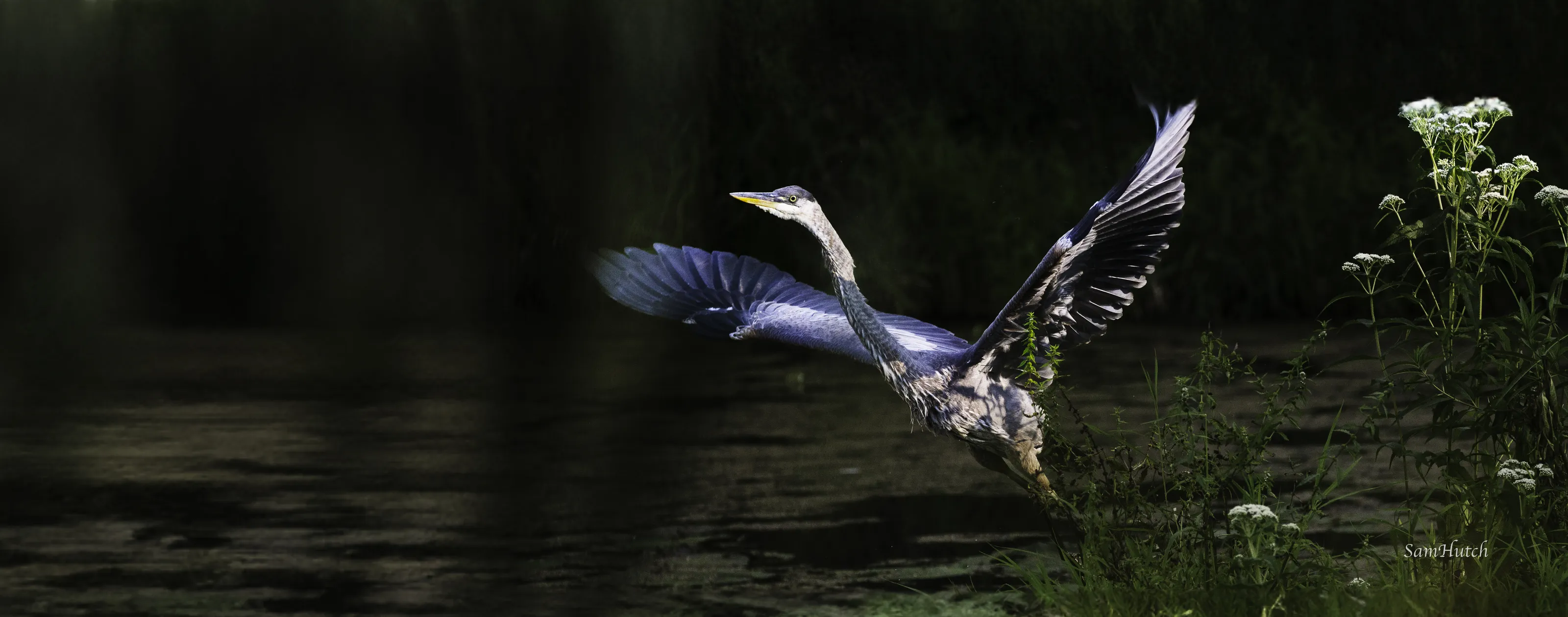 Great Blue Heron in Takeoff
