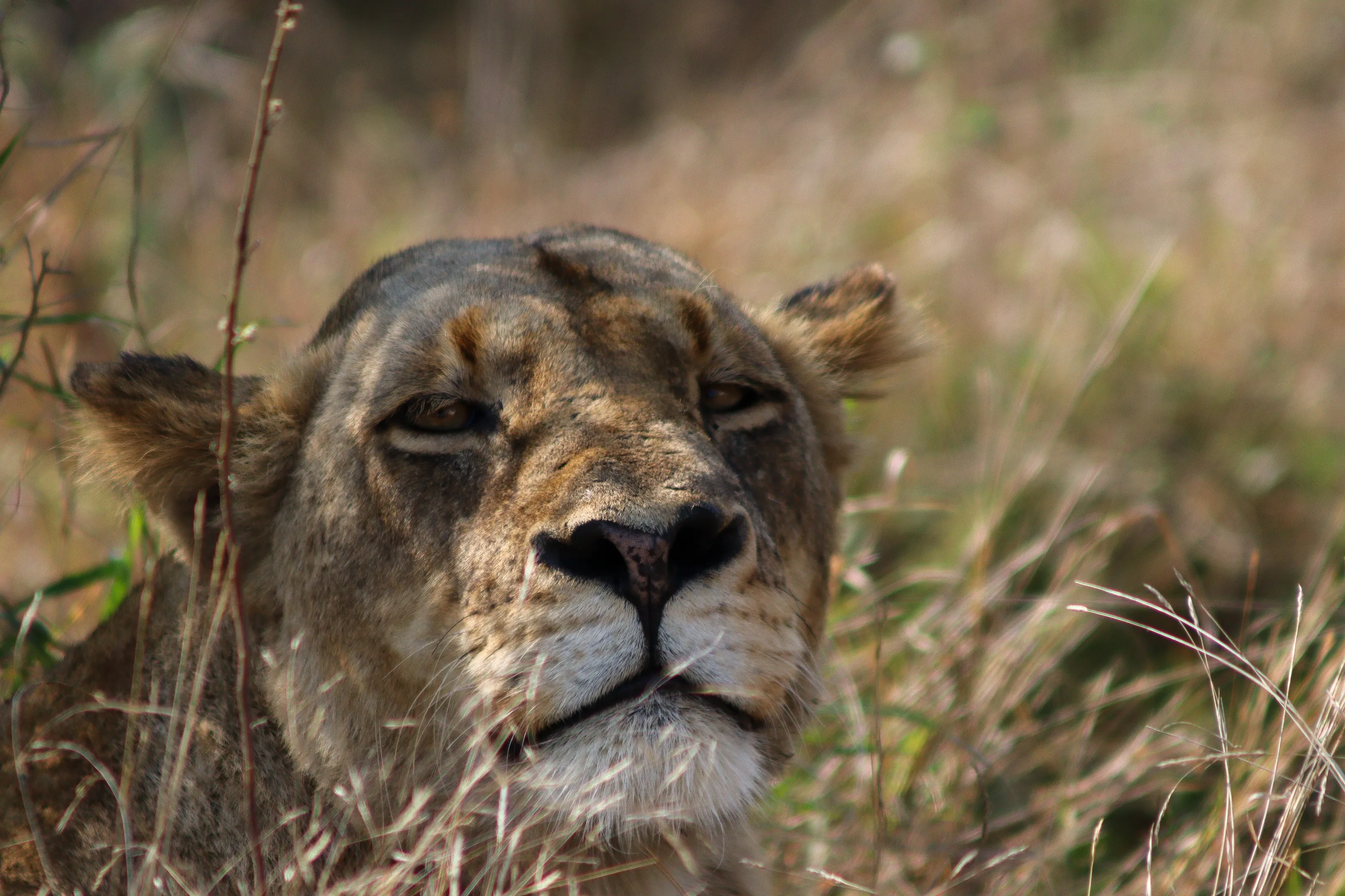 Lion