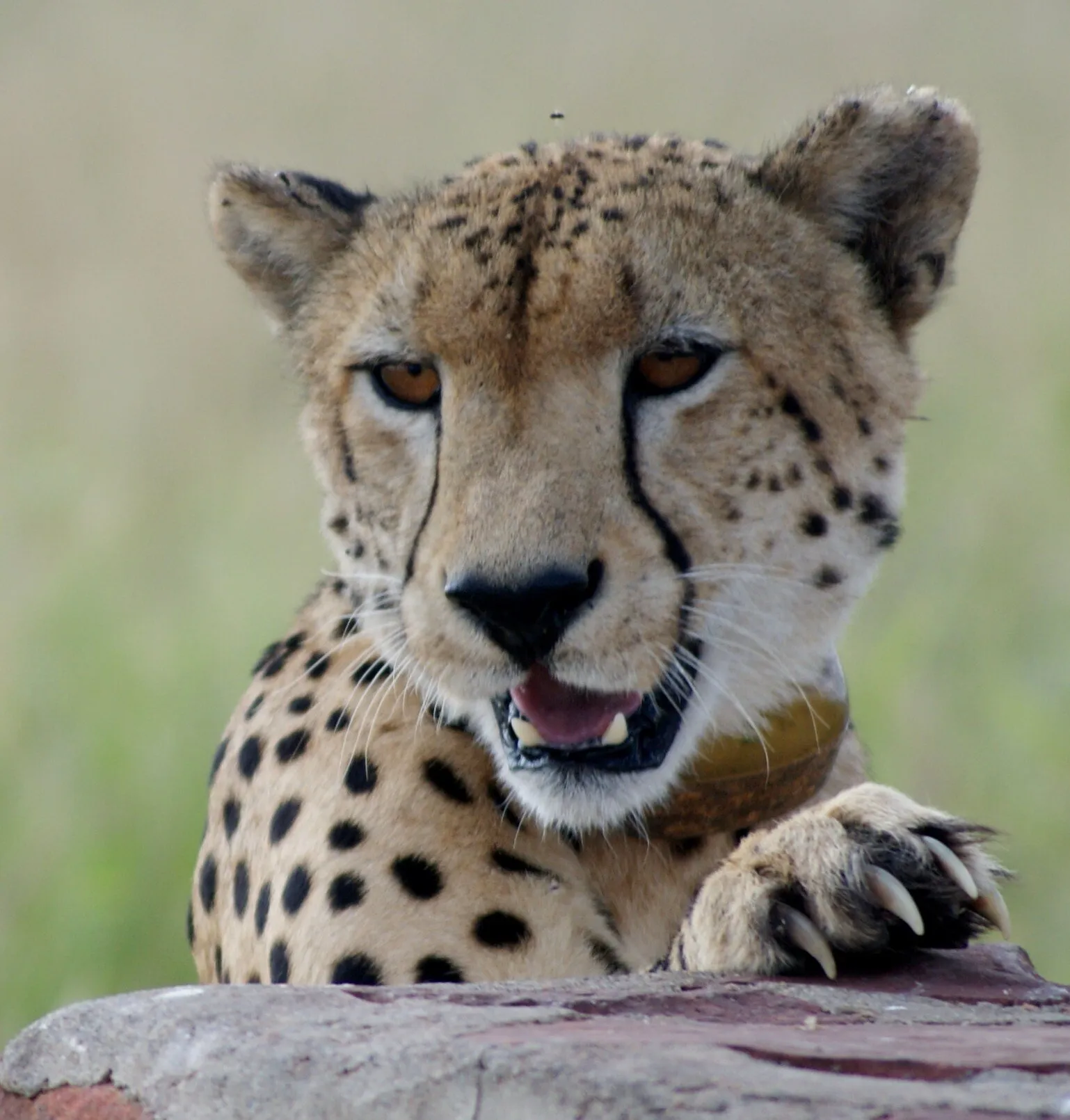 Cheetah