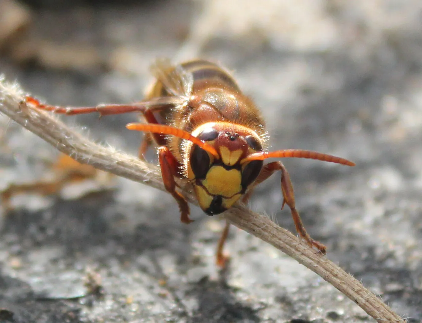 Wasp Front-on