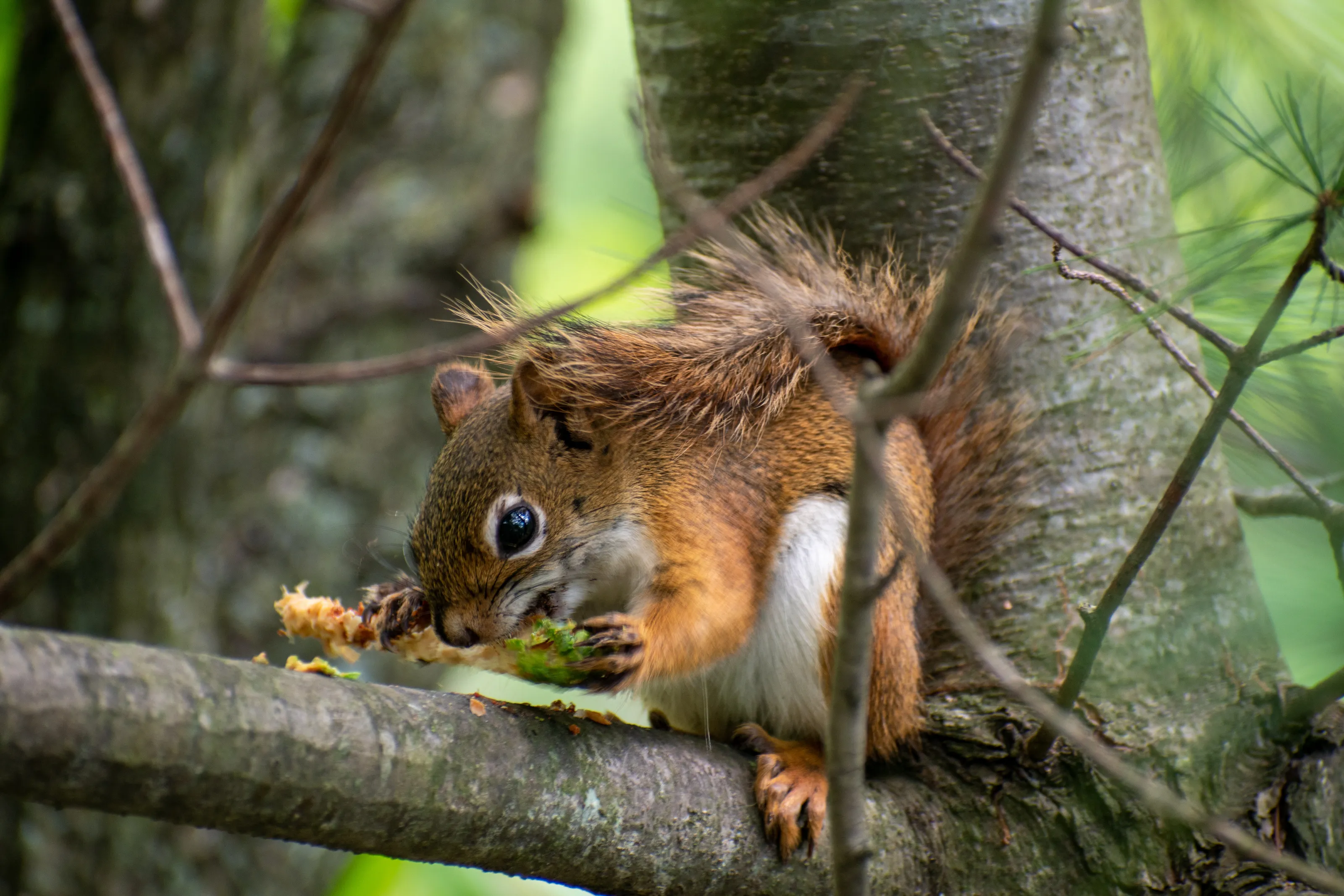 Red Squirrel Lunch Break