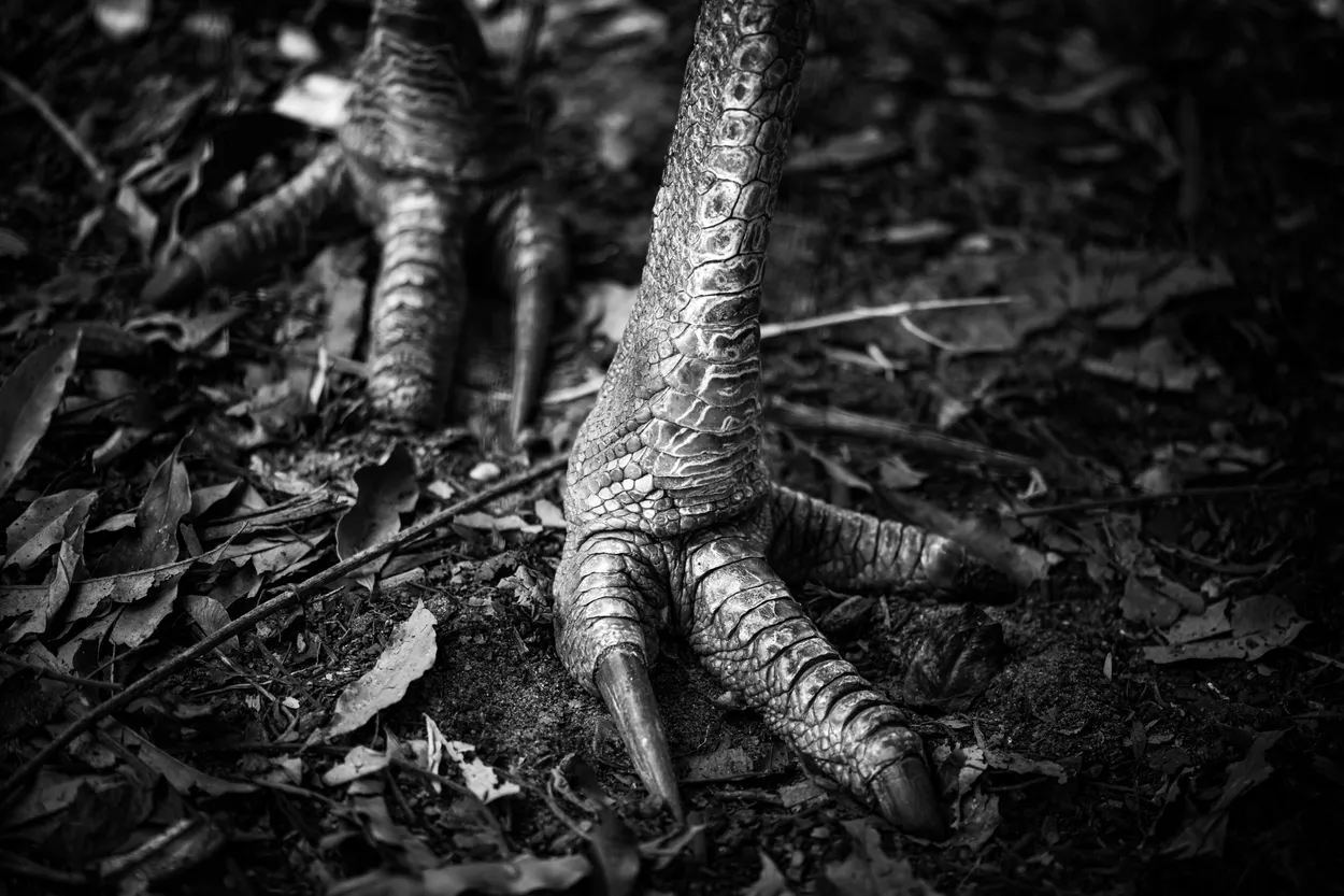 Prehistoric Talon - Details of the Cassowary Bird