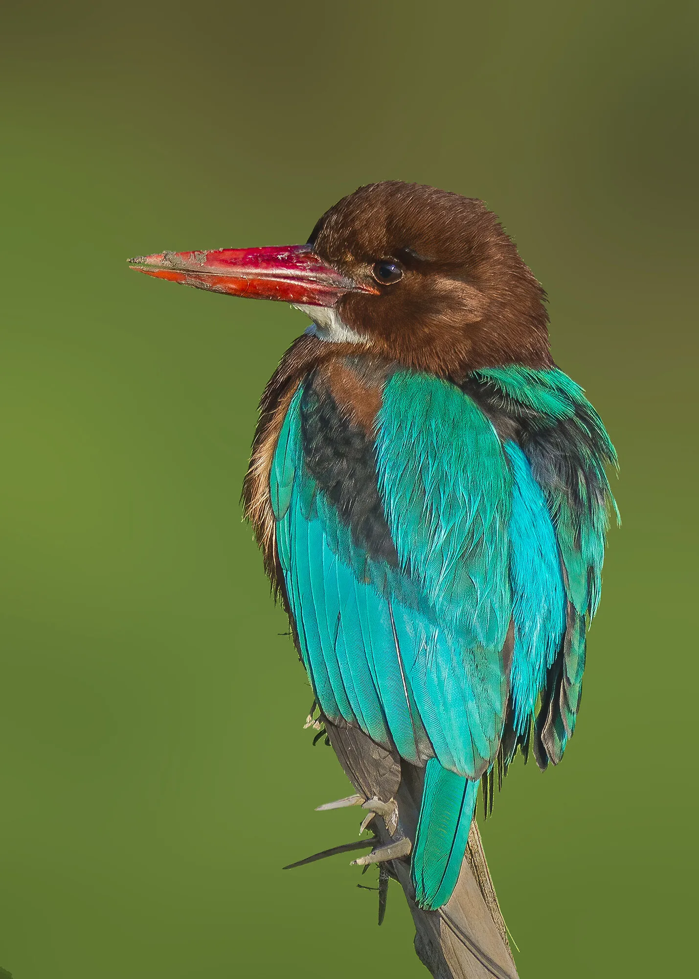 White-throated Kingfisher