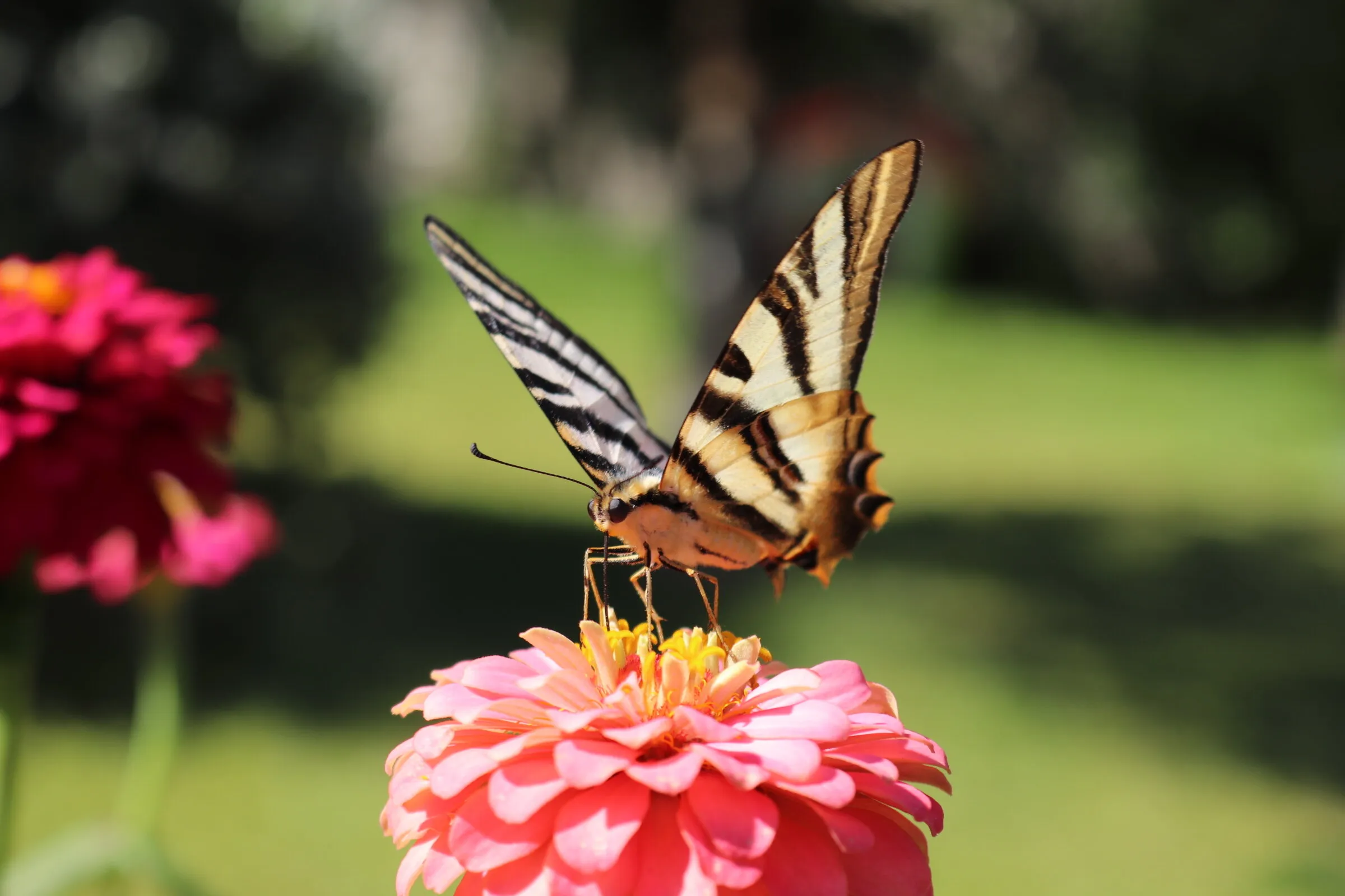 Fly butterfly