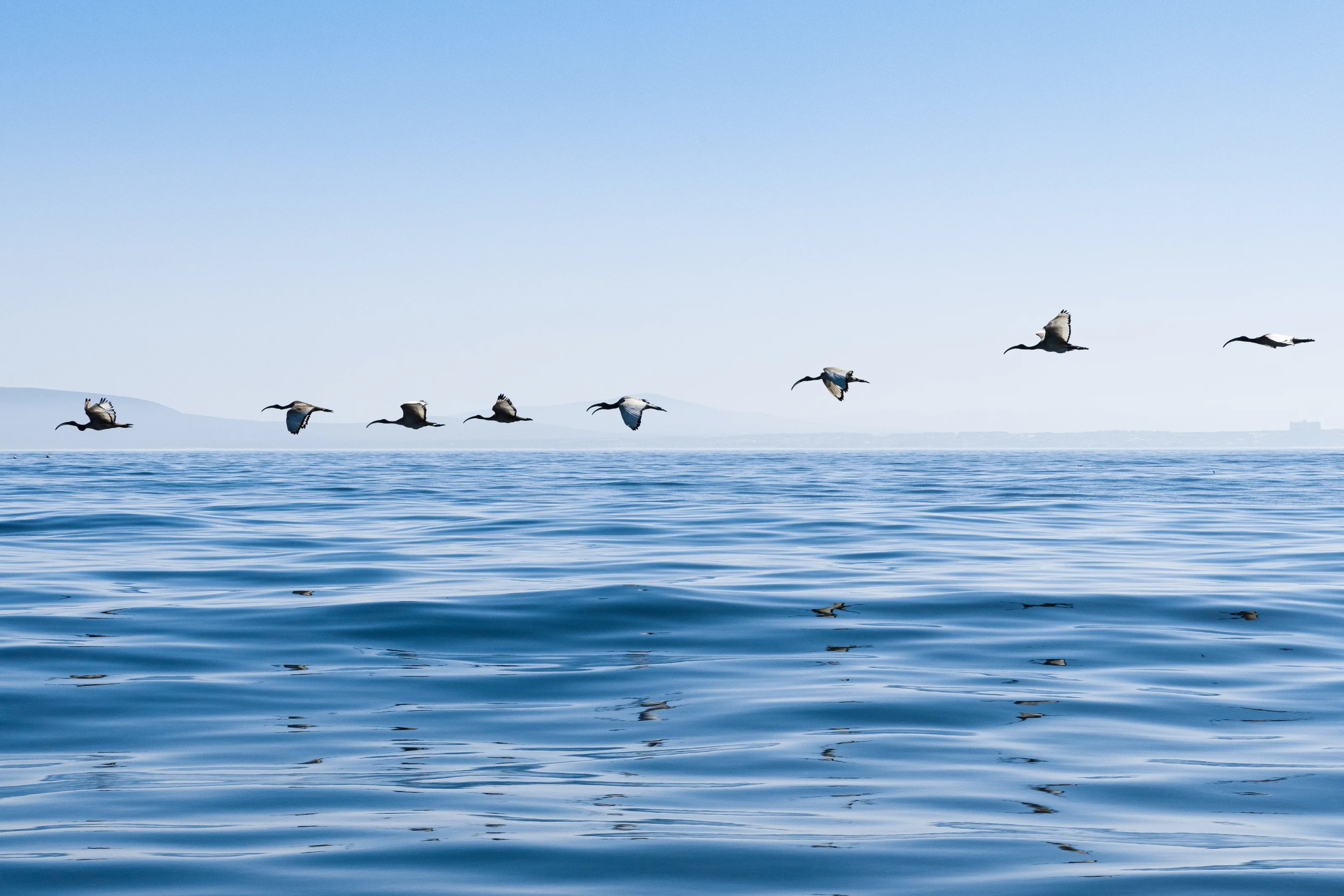 Flight of ibises over the Atlantic