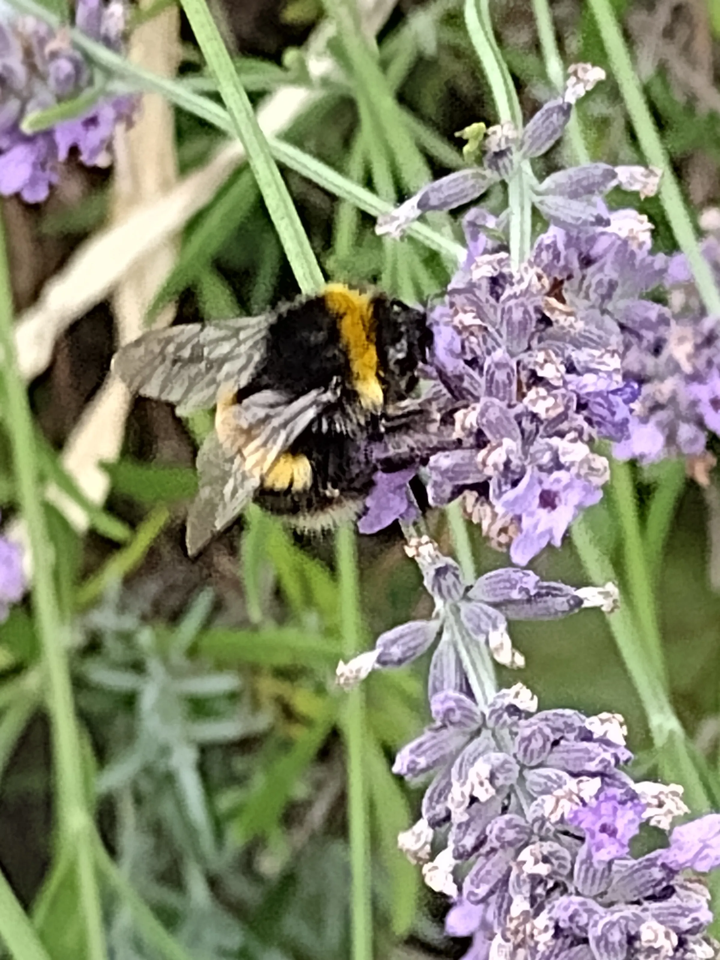 Bumblebee