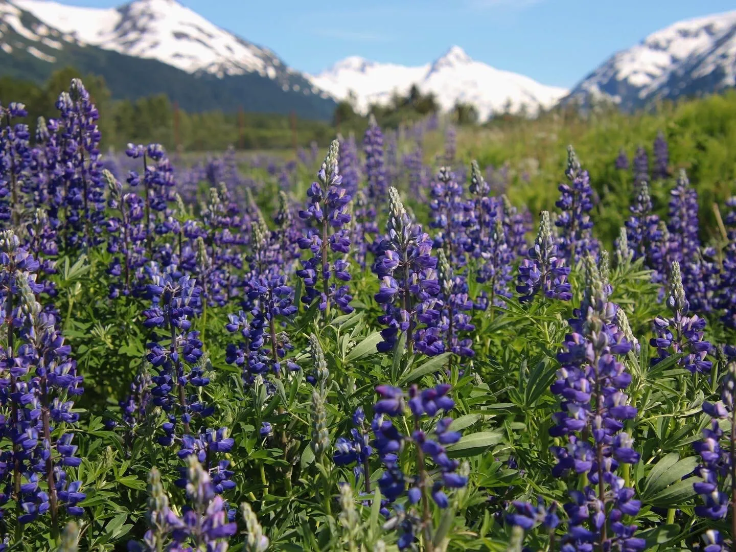 Alaskan Lupines