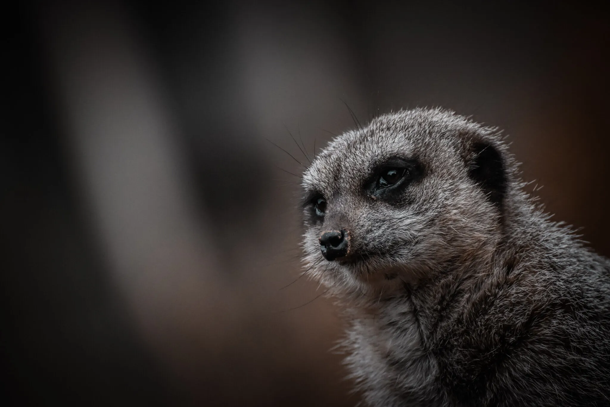 Meerkat