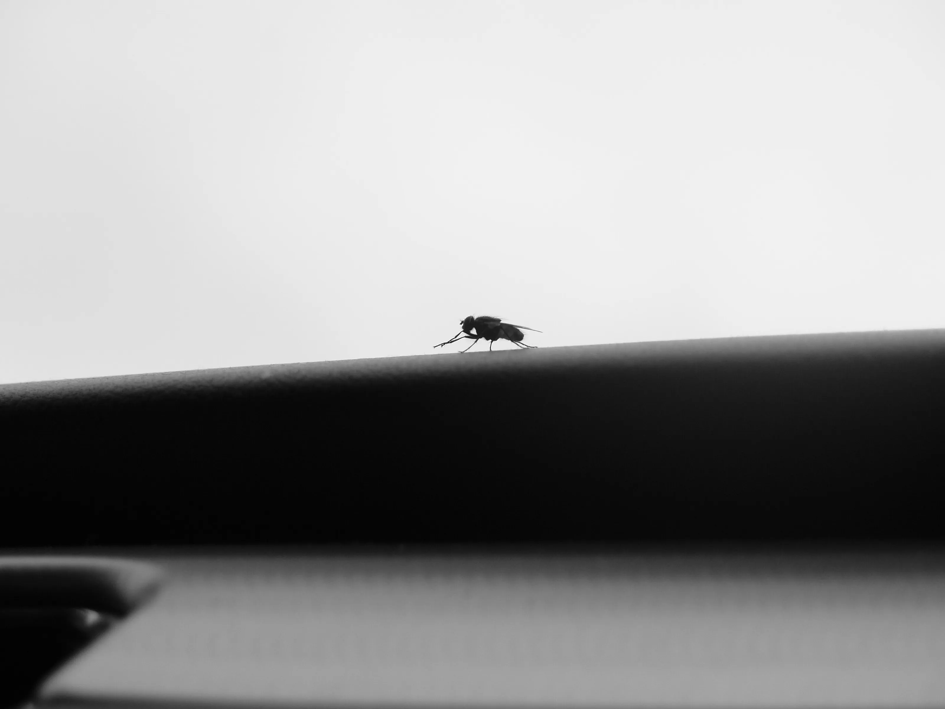 The Fly